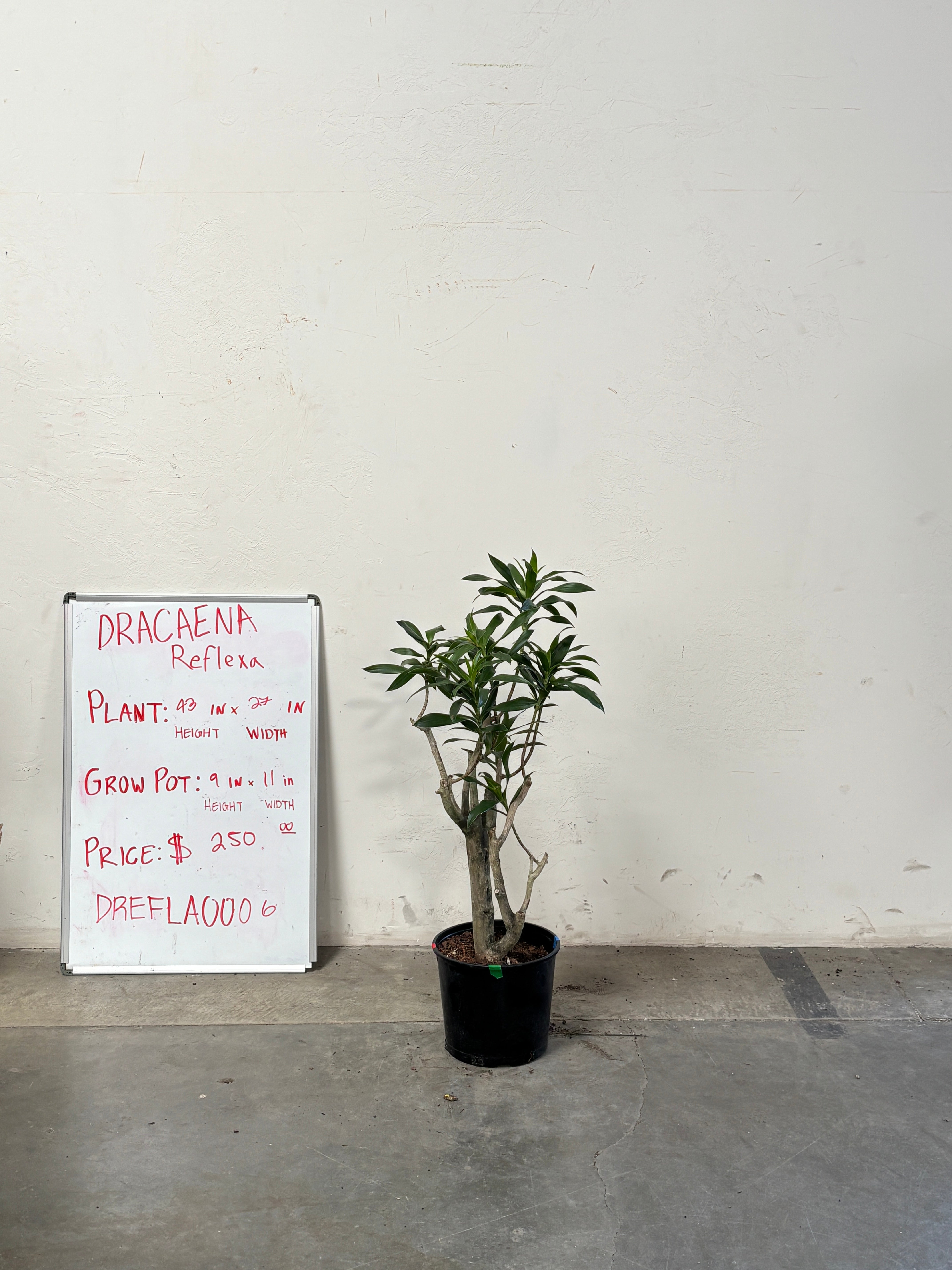 Dracaena Reflexa DREFLA006