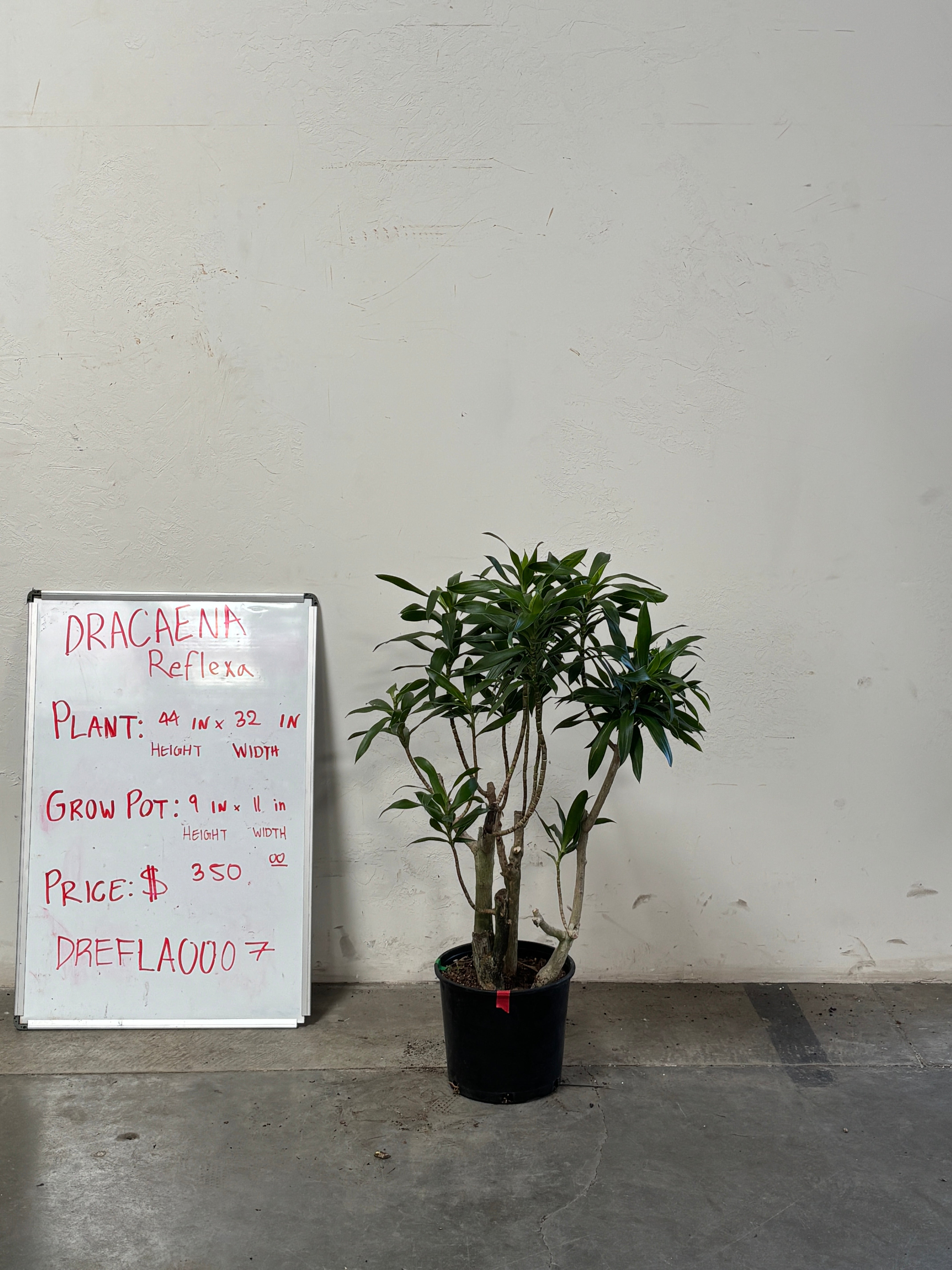Dracaena Reflexa DREFLA007