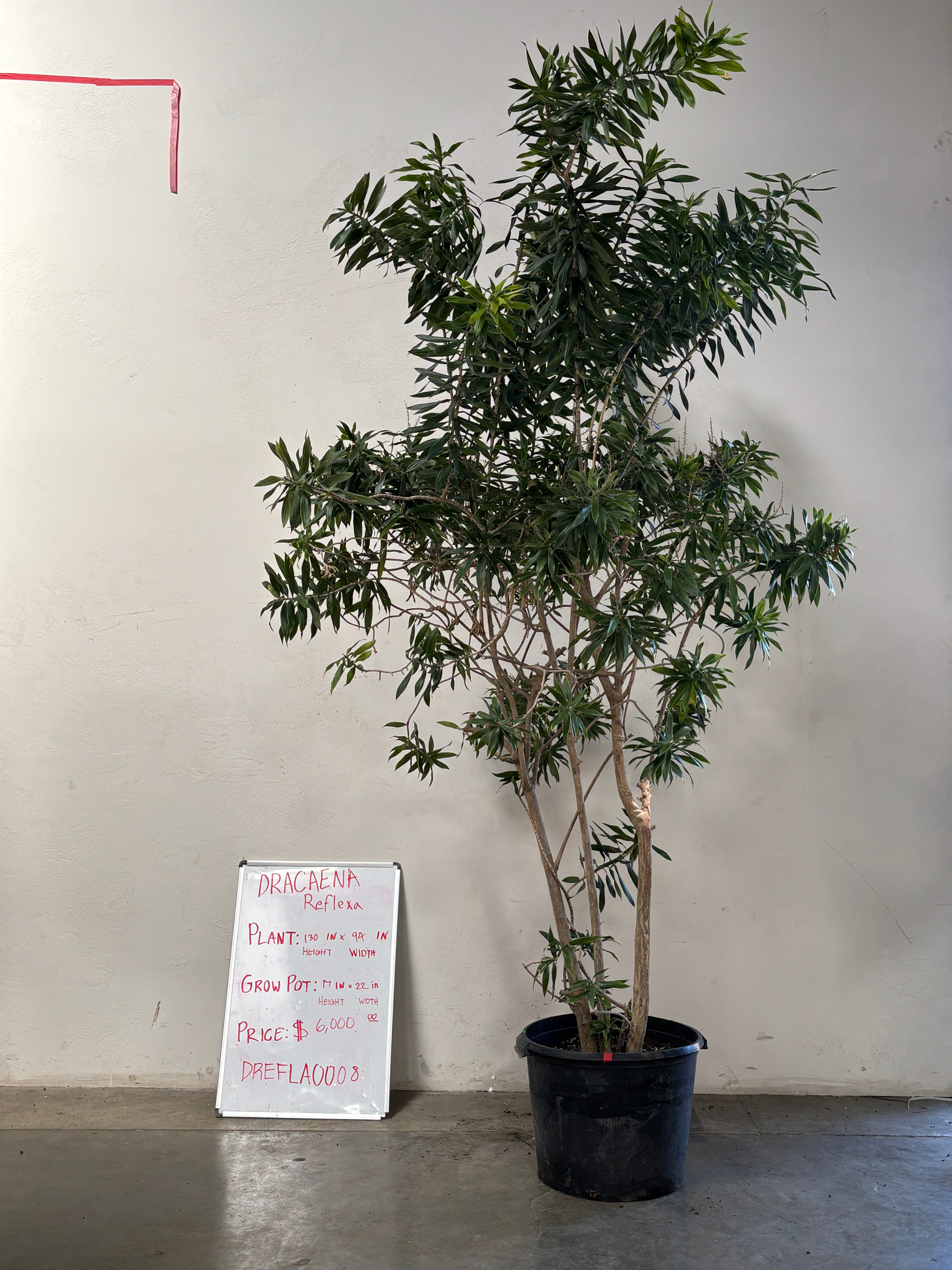 Dracaena Reflexa DREFLA008