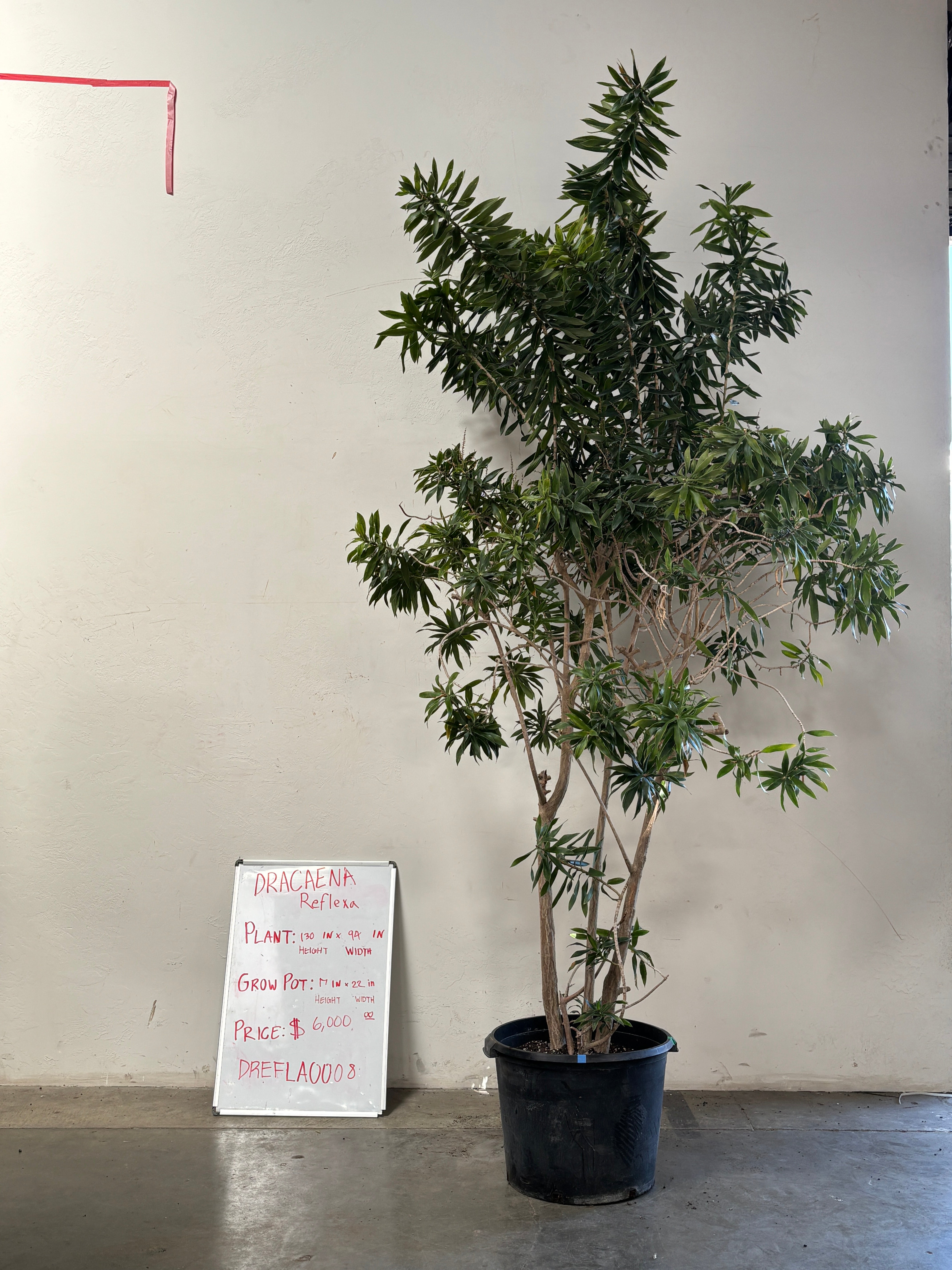 Dracaena Reflexa DREFLA008