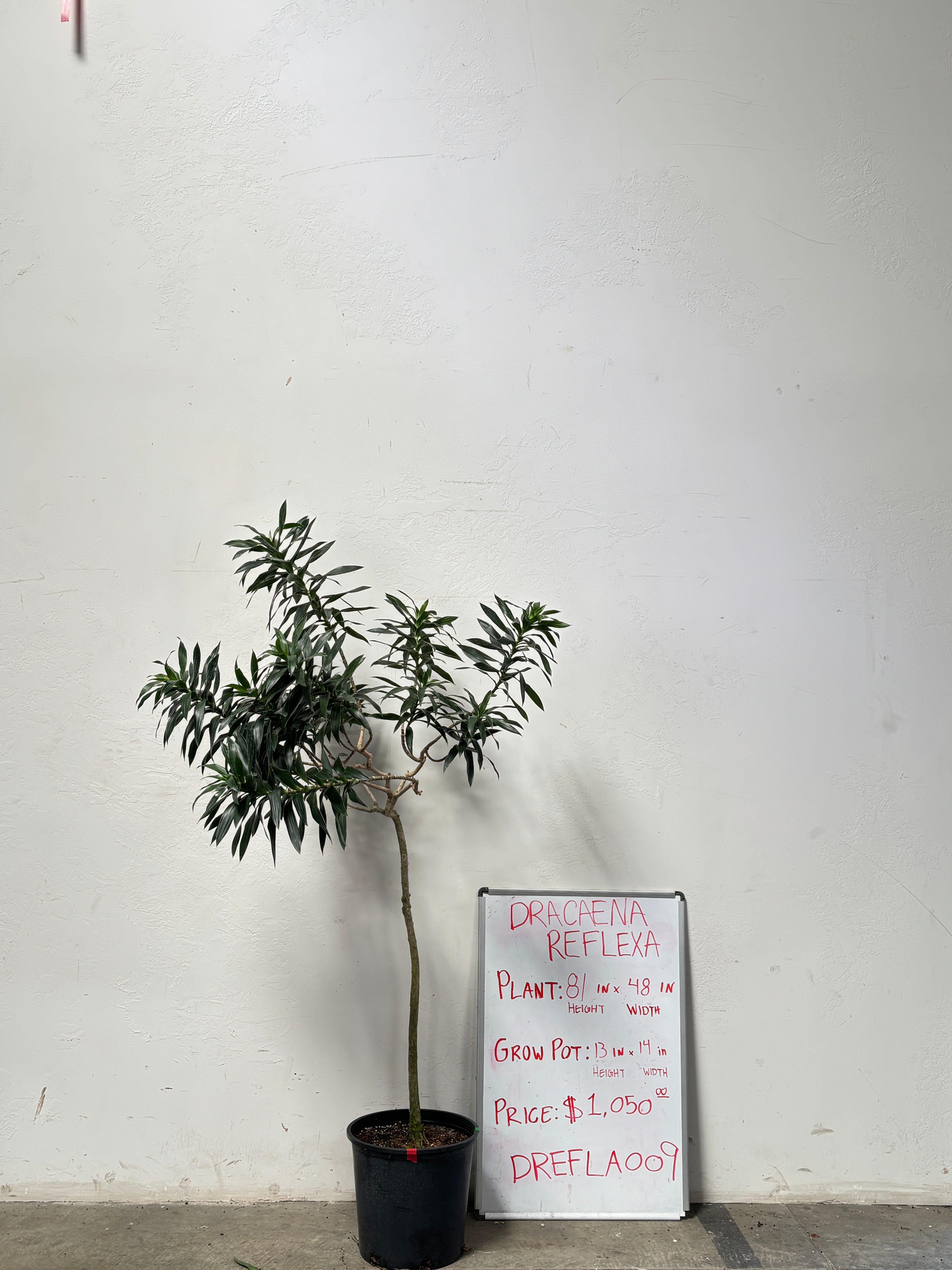 Dracaena Reflexa DREFLA009