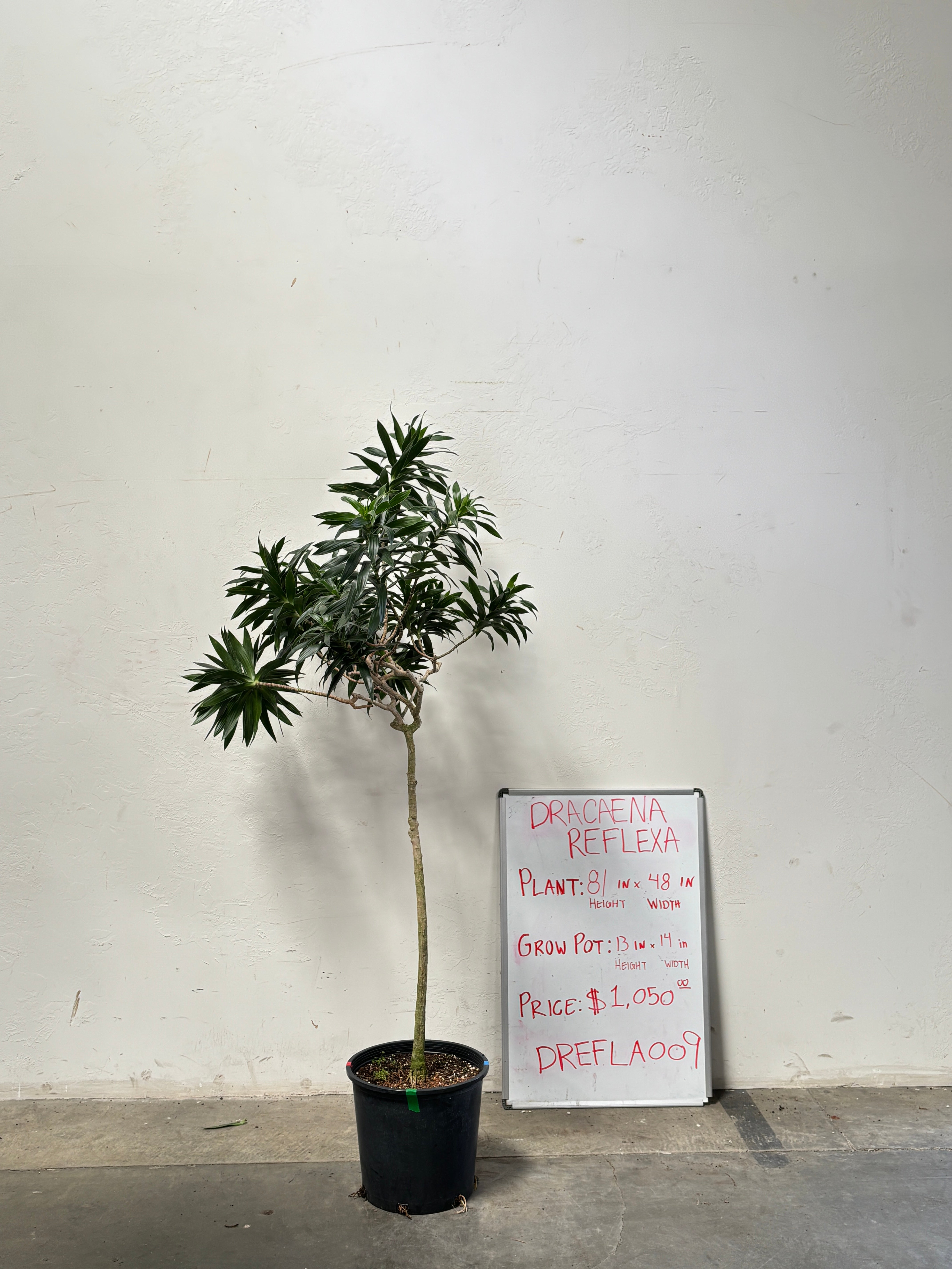 Dracaena Reflexa DREFLA009