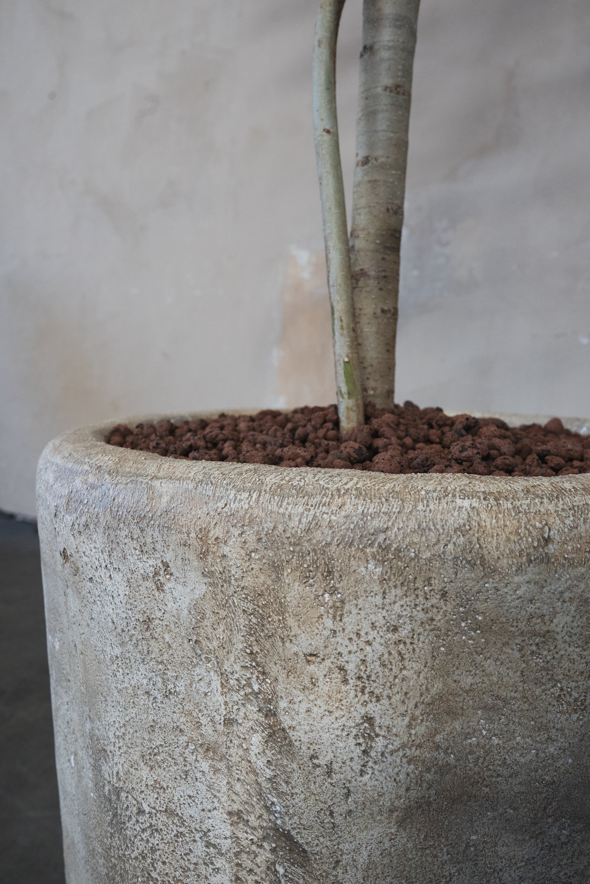 ficus audrey on stem plantasjen Ficus Audrey + Pot