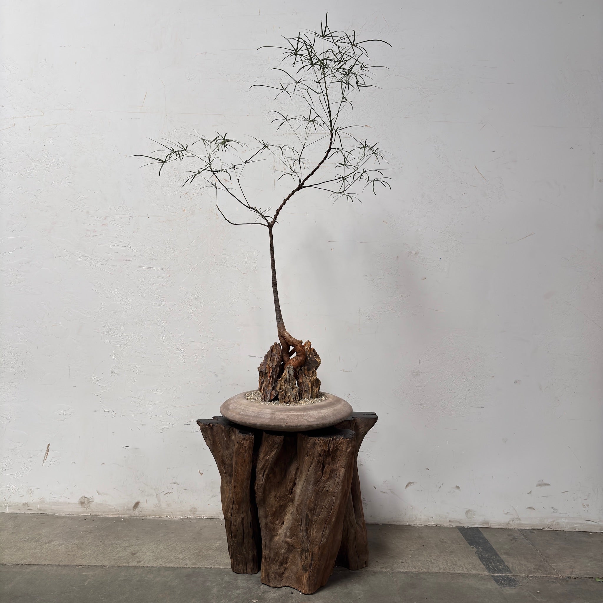Australian Bottle Tree (Brachychiton rupestris) + Terracotta UFO Planter
