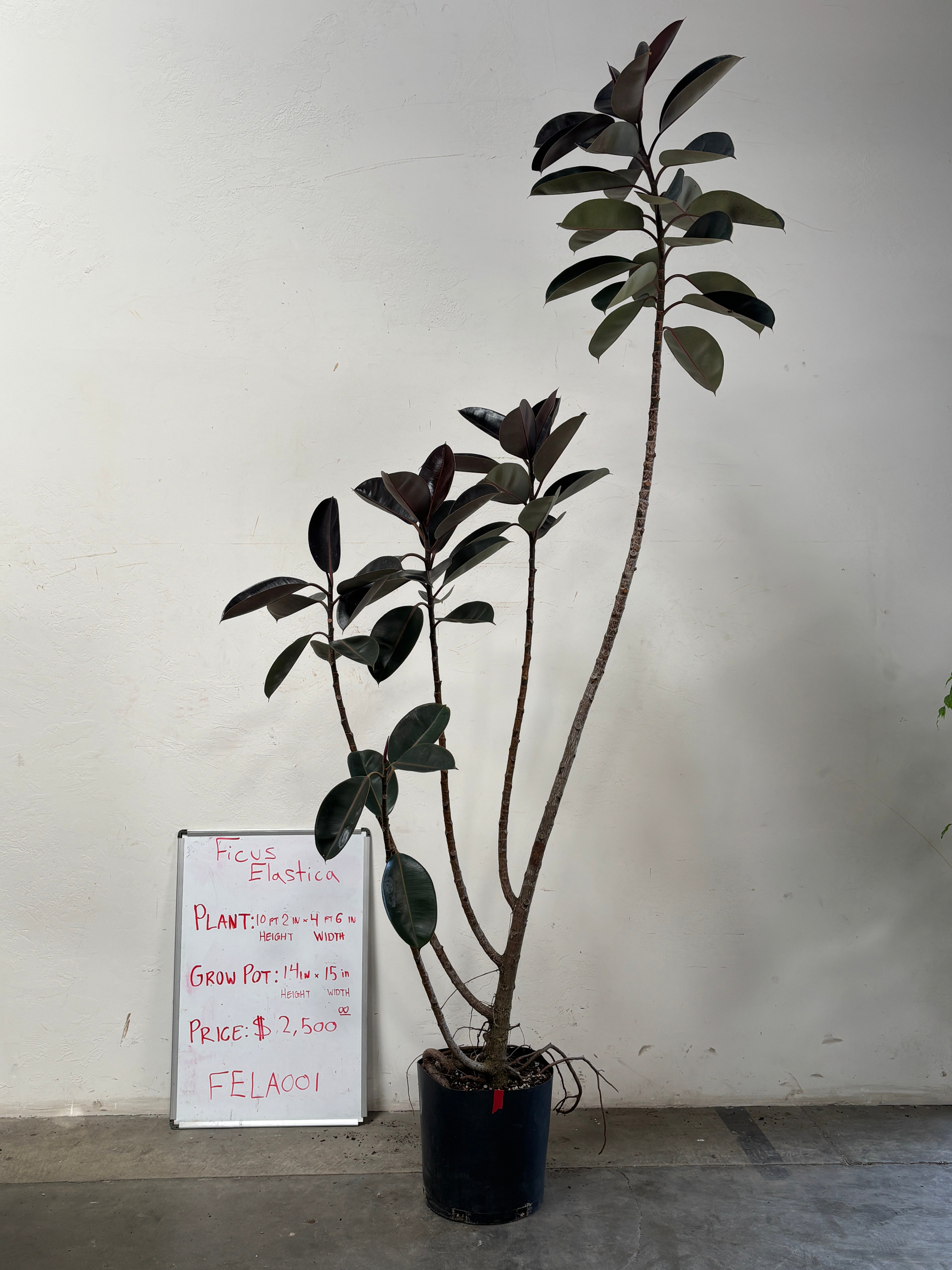 Ficus Elastica FELA001