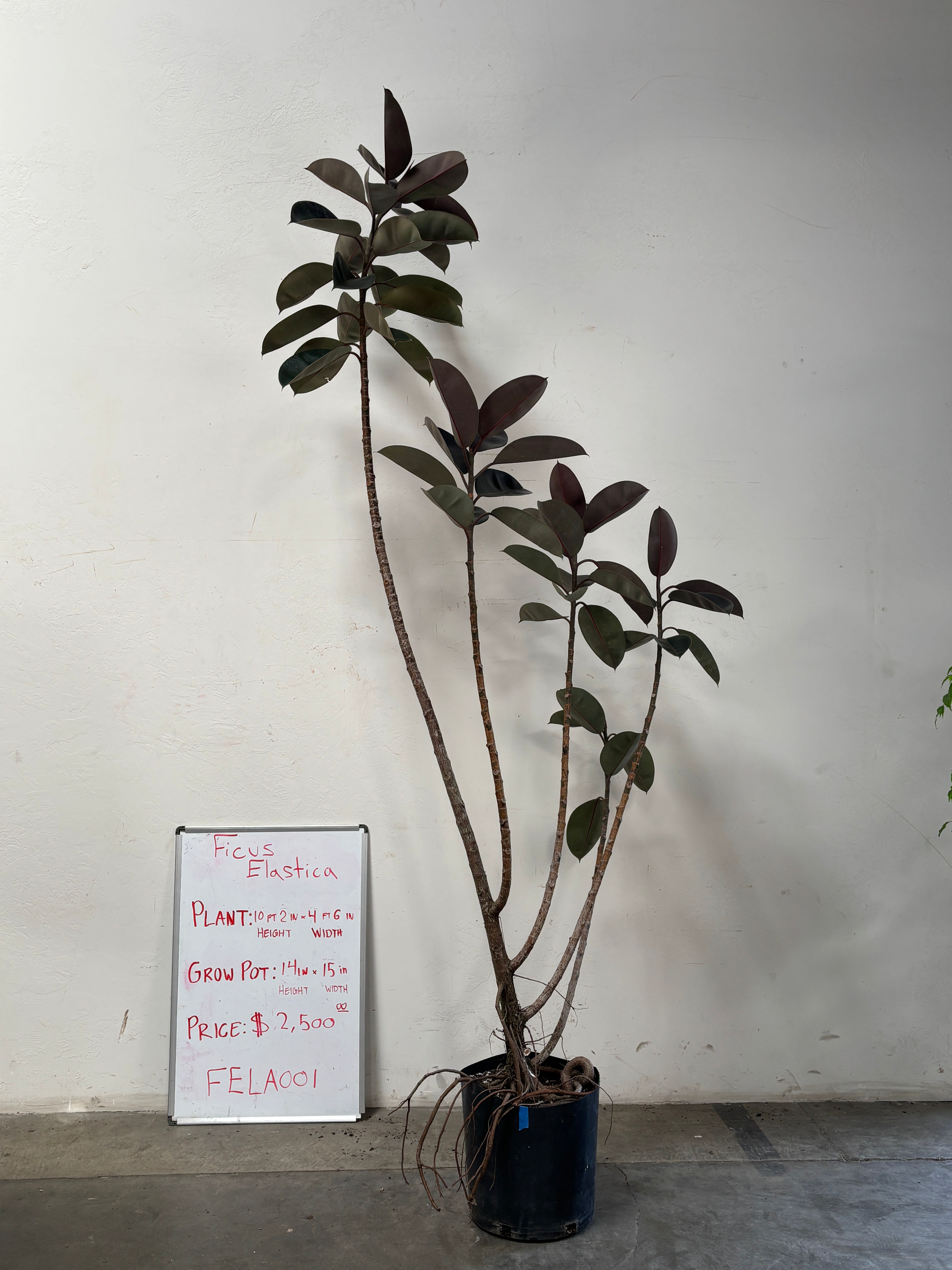 Ficus Elastica FELA001
