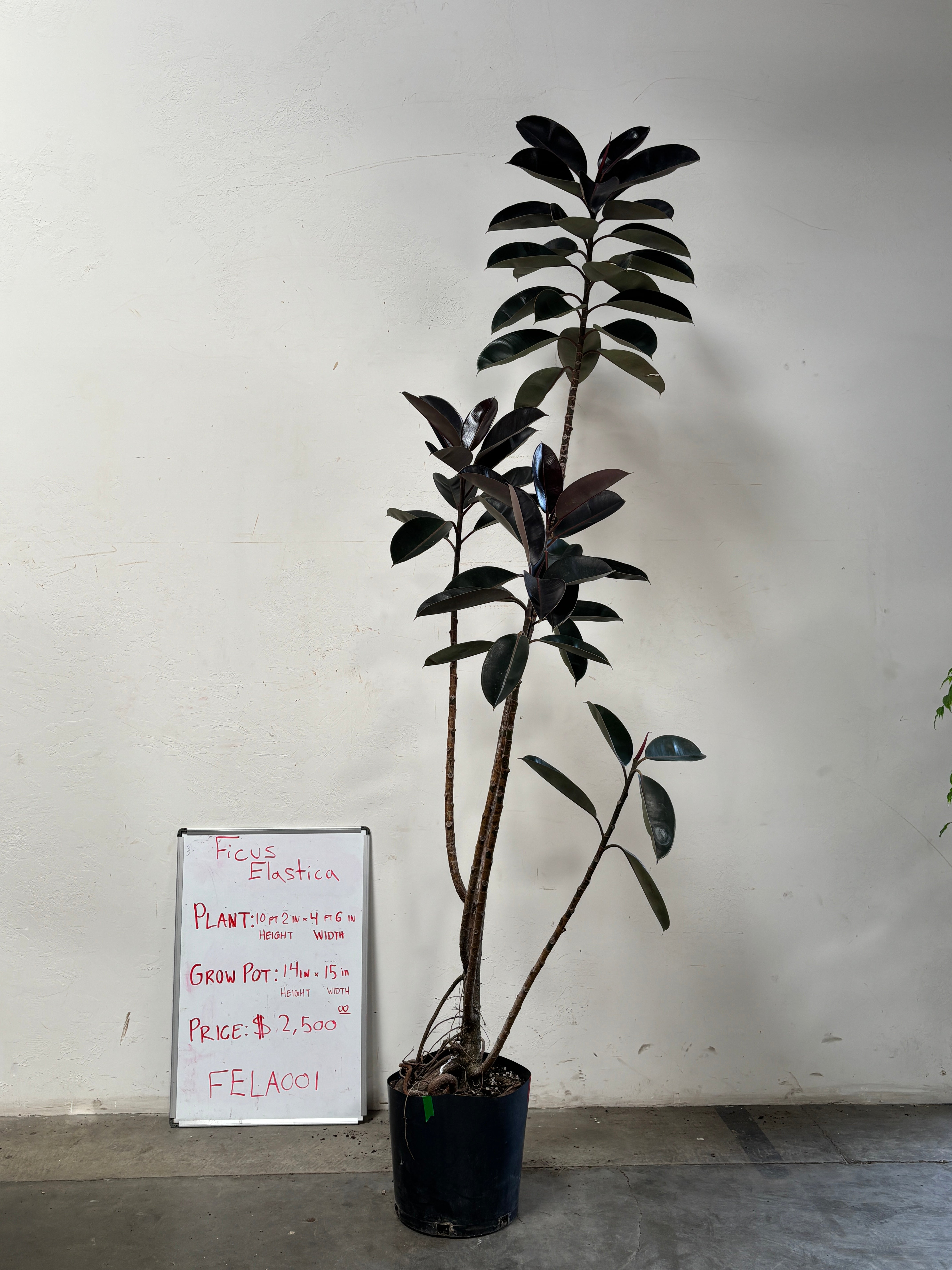 Ficus Elastica FELA001