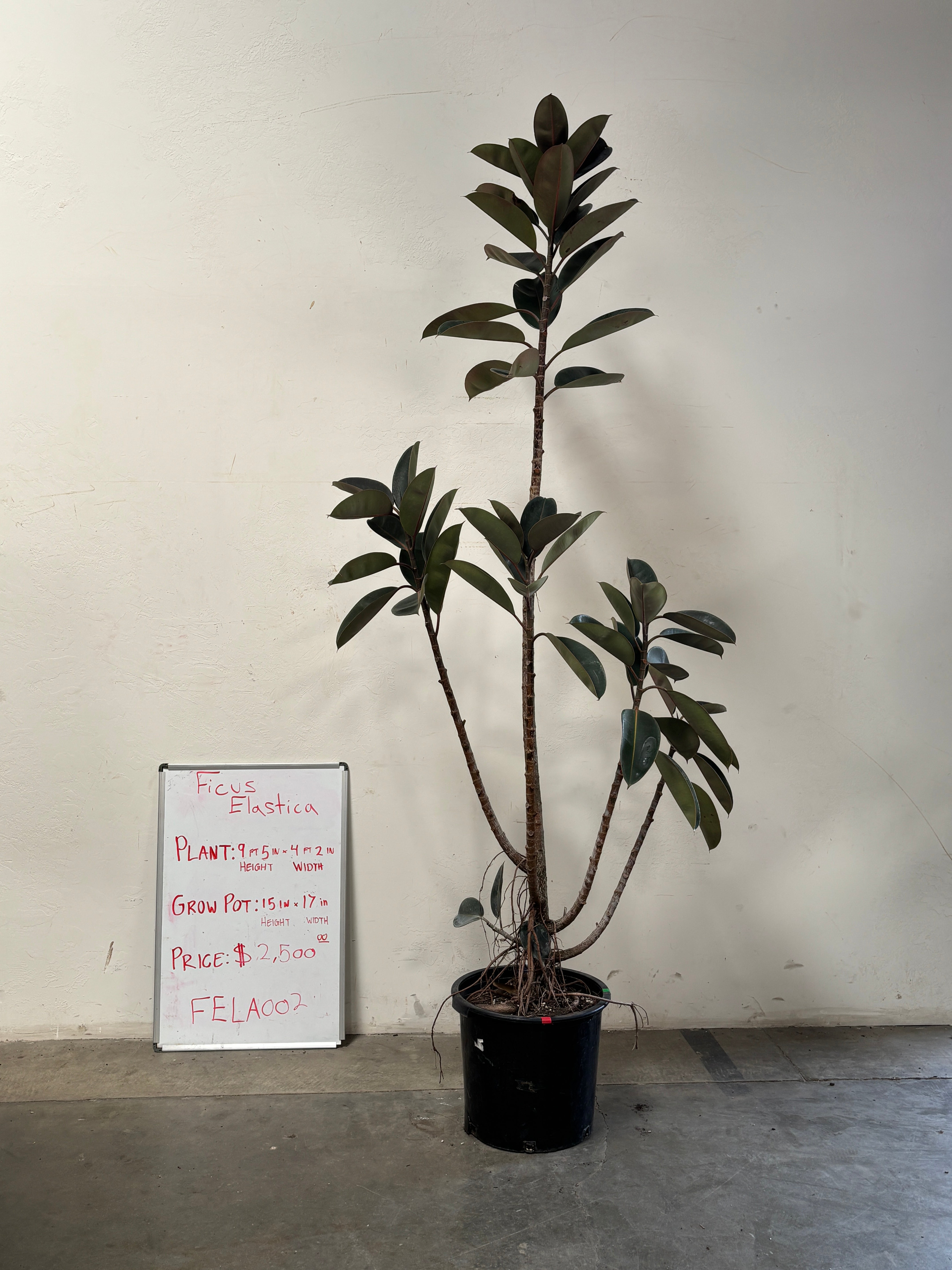 Ficus Elastica FELA002