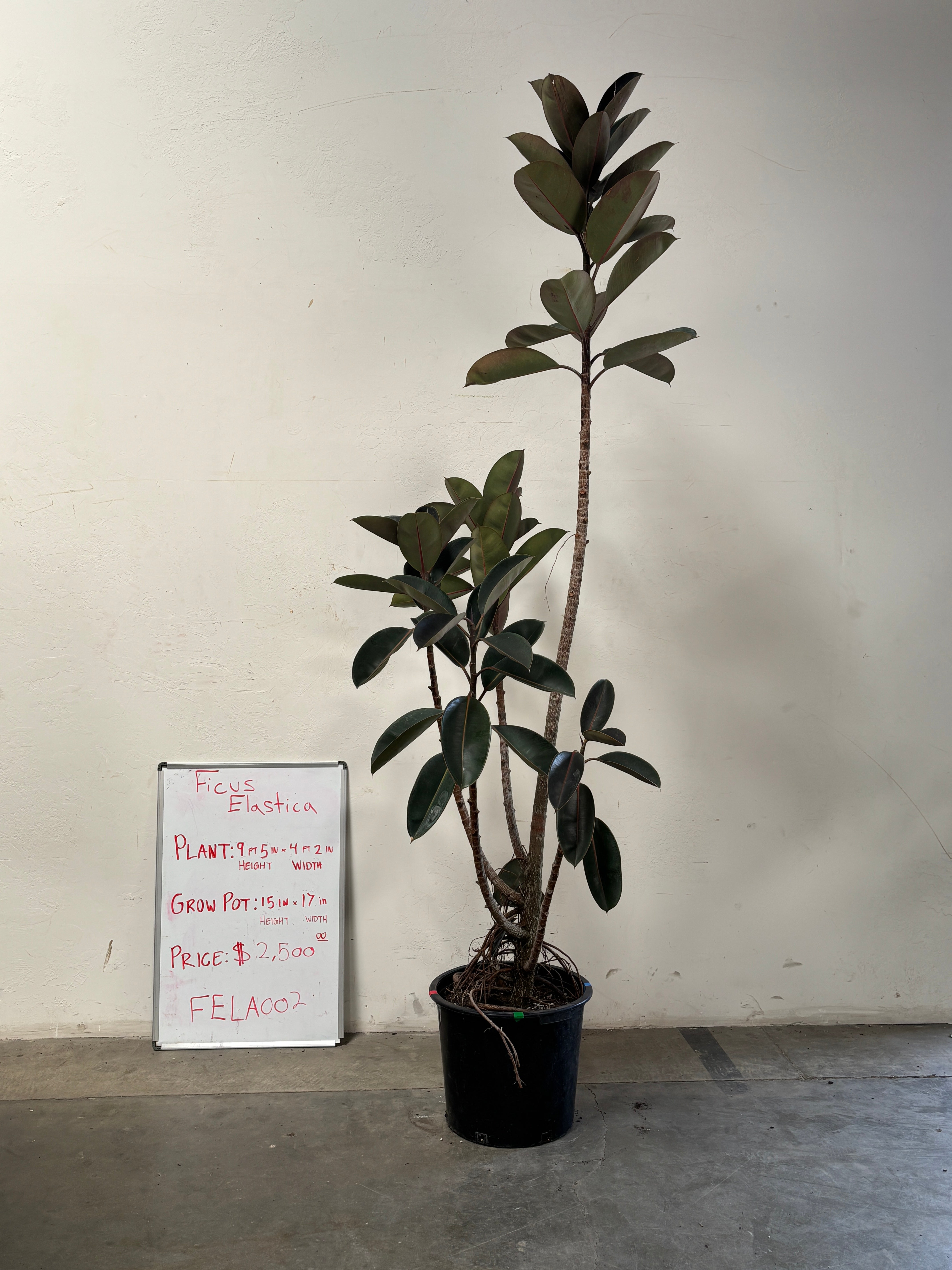 Ficus Elastica FELA002