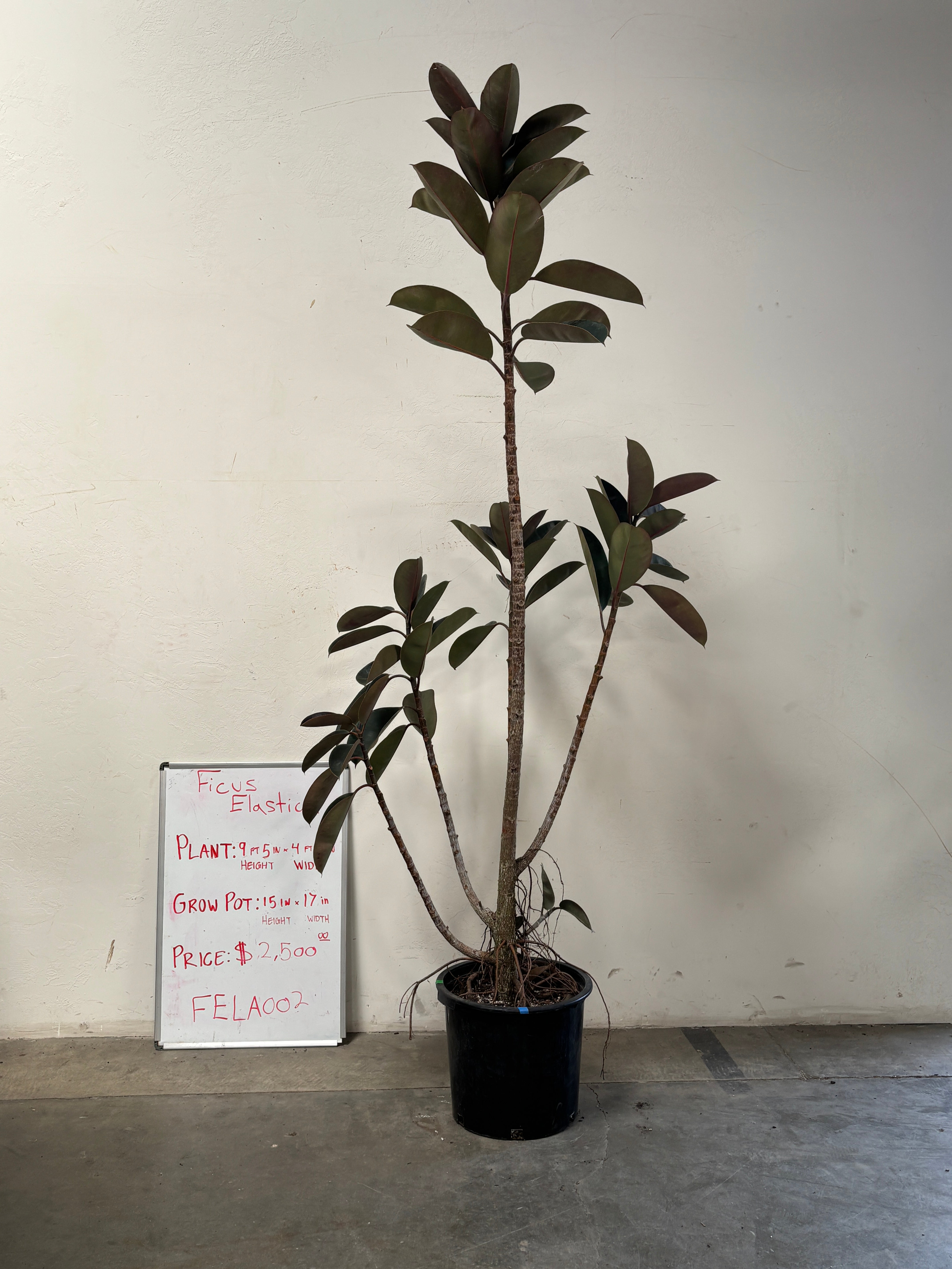Ficus Elastica FELA002