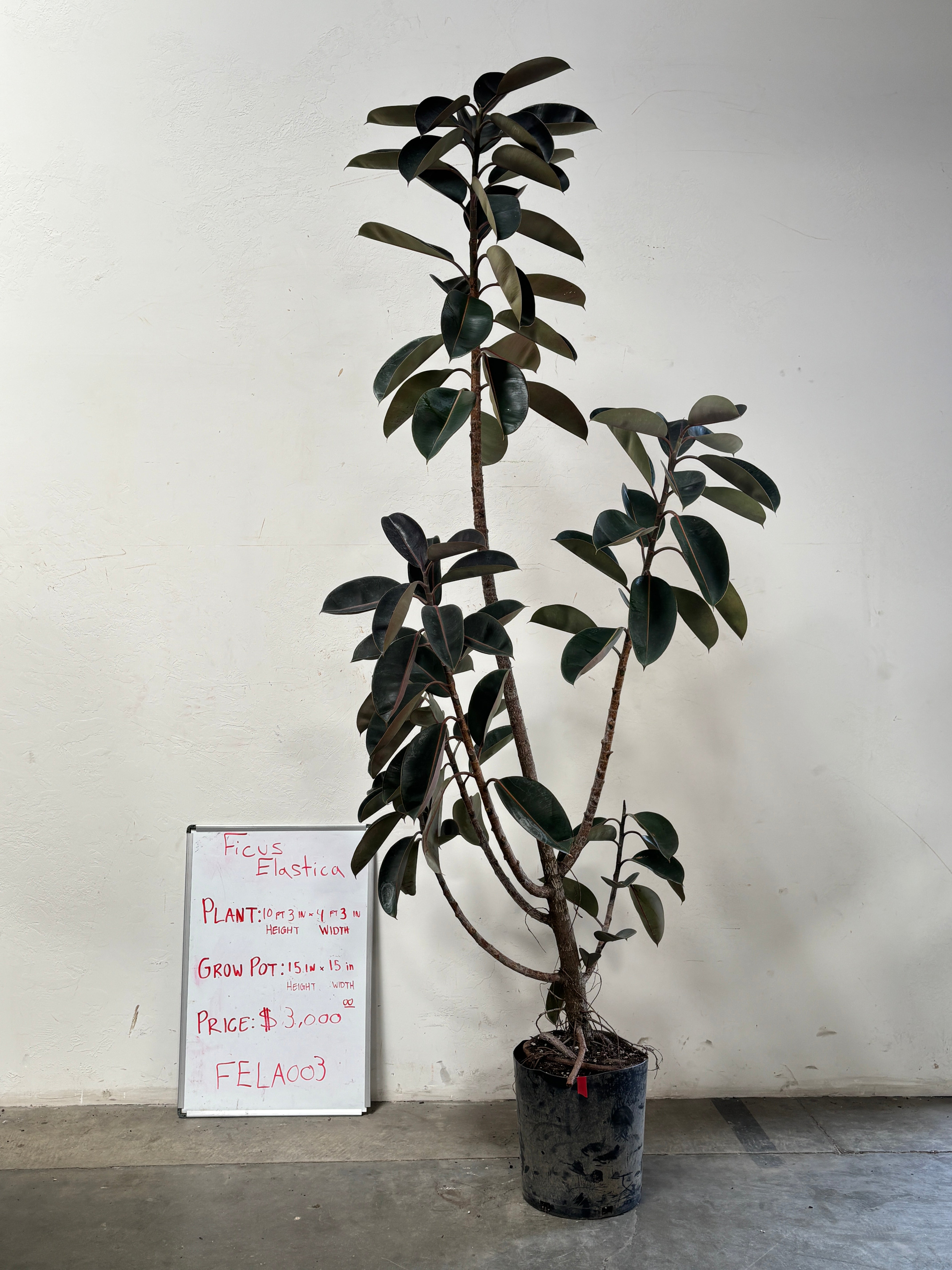 Ficus Elastica FELA003
