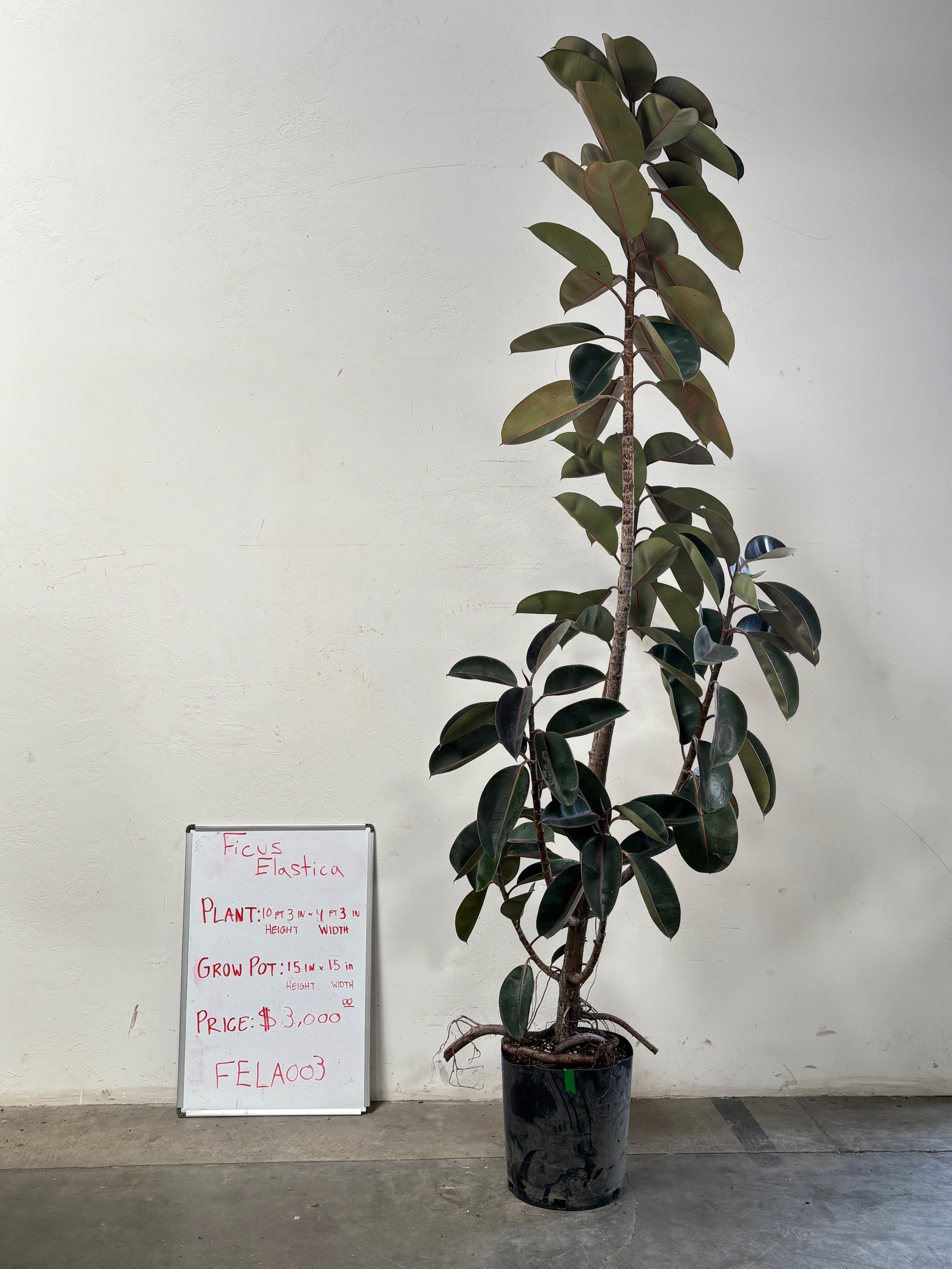 Ficus Elastica FELA003