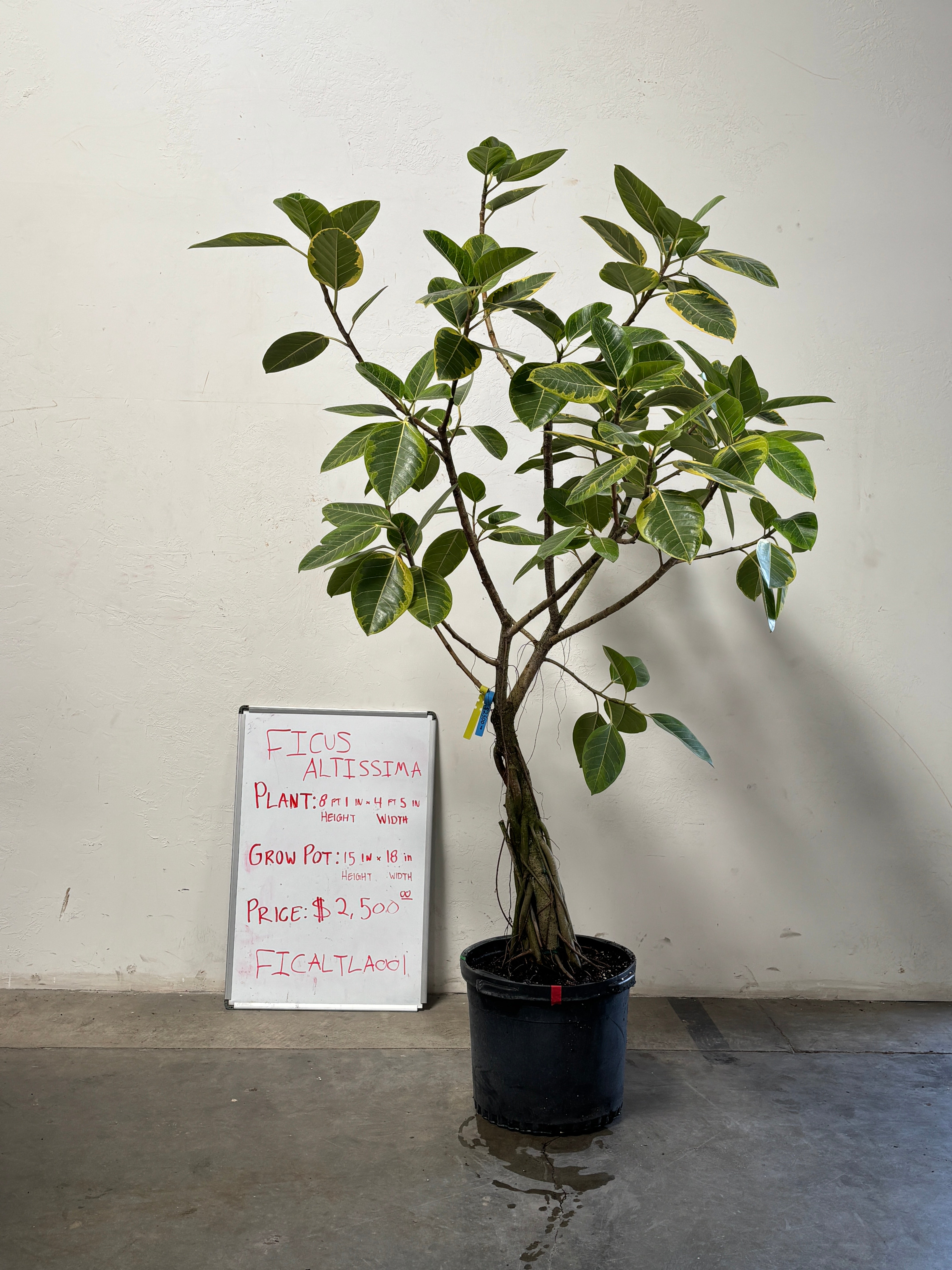 Ficus Altissima FICALTLA001