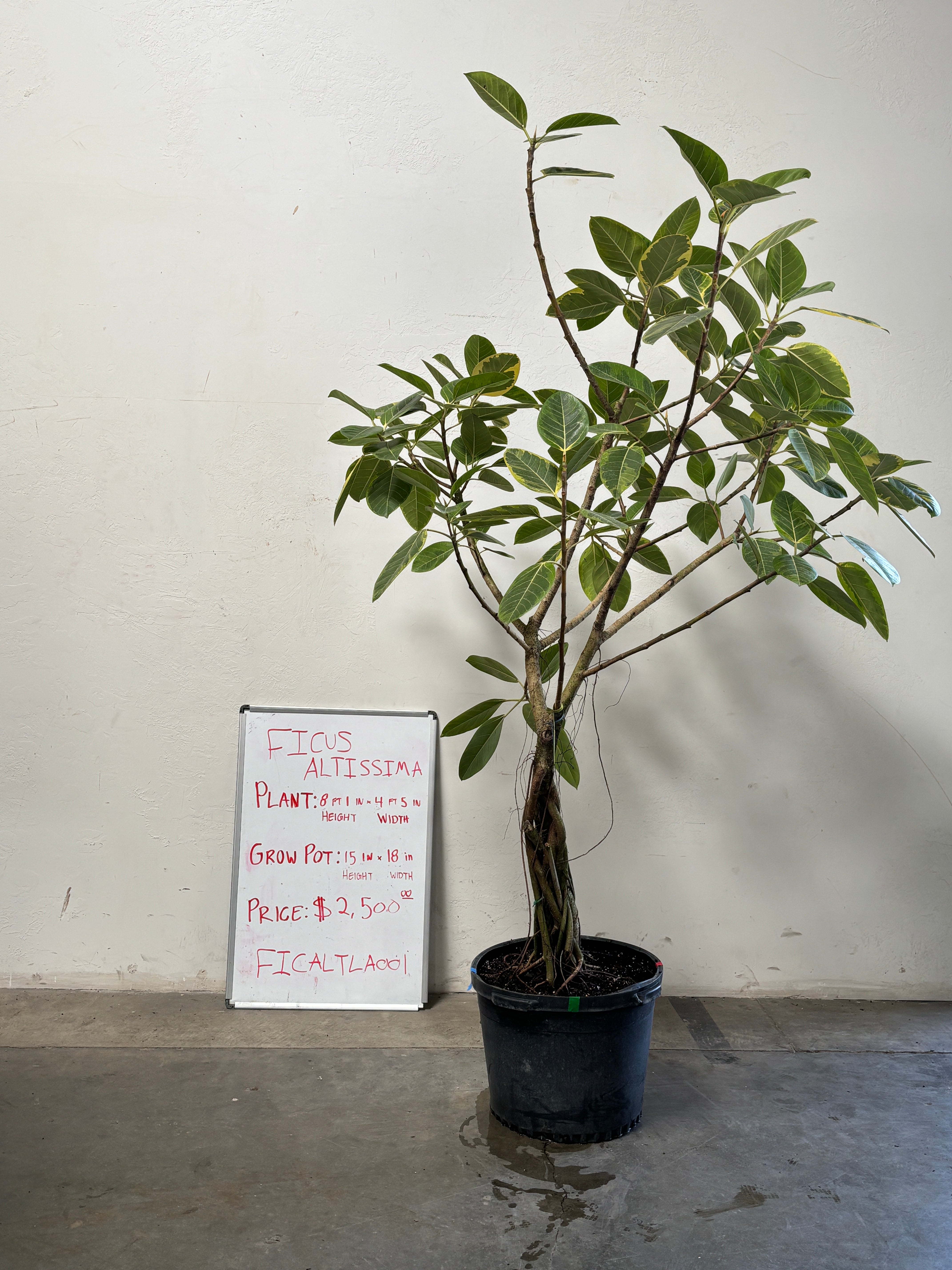 Ficus Altissima FICALTLA001