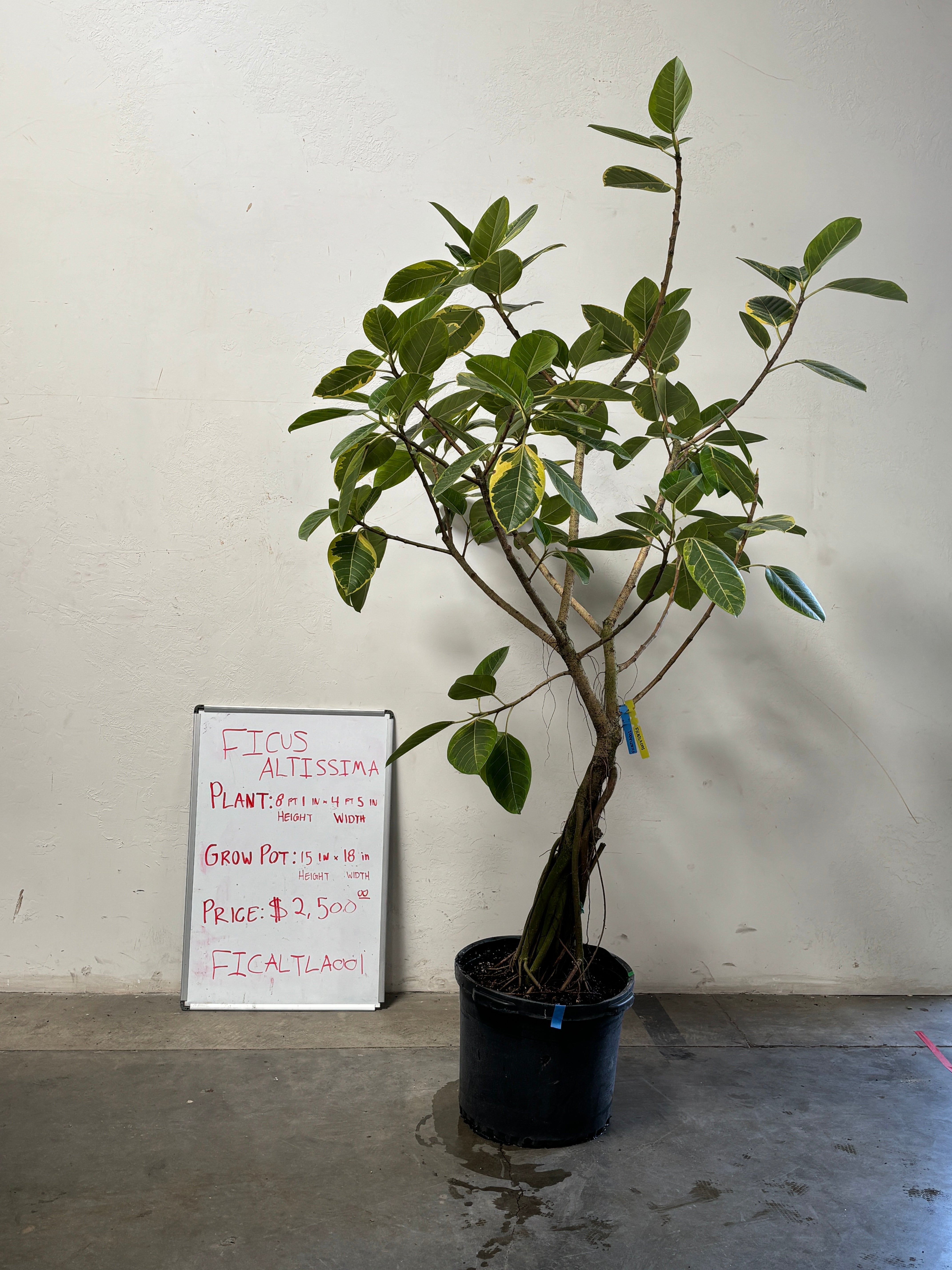 Ficus Altissima FICALTLA001