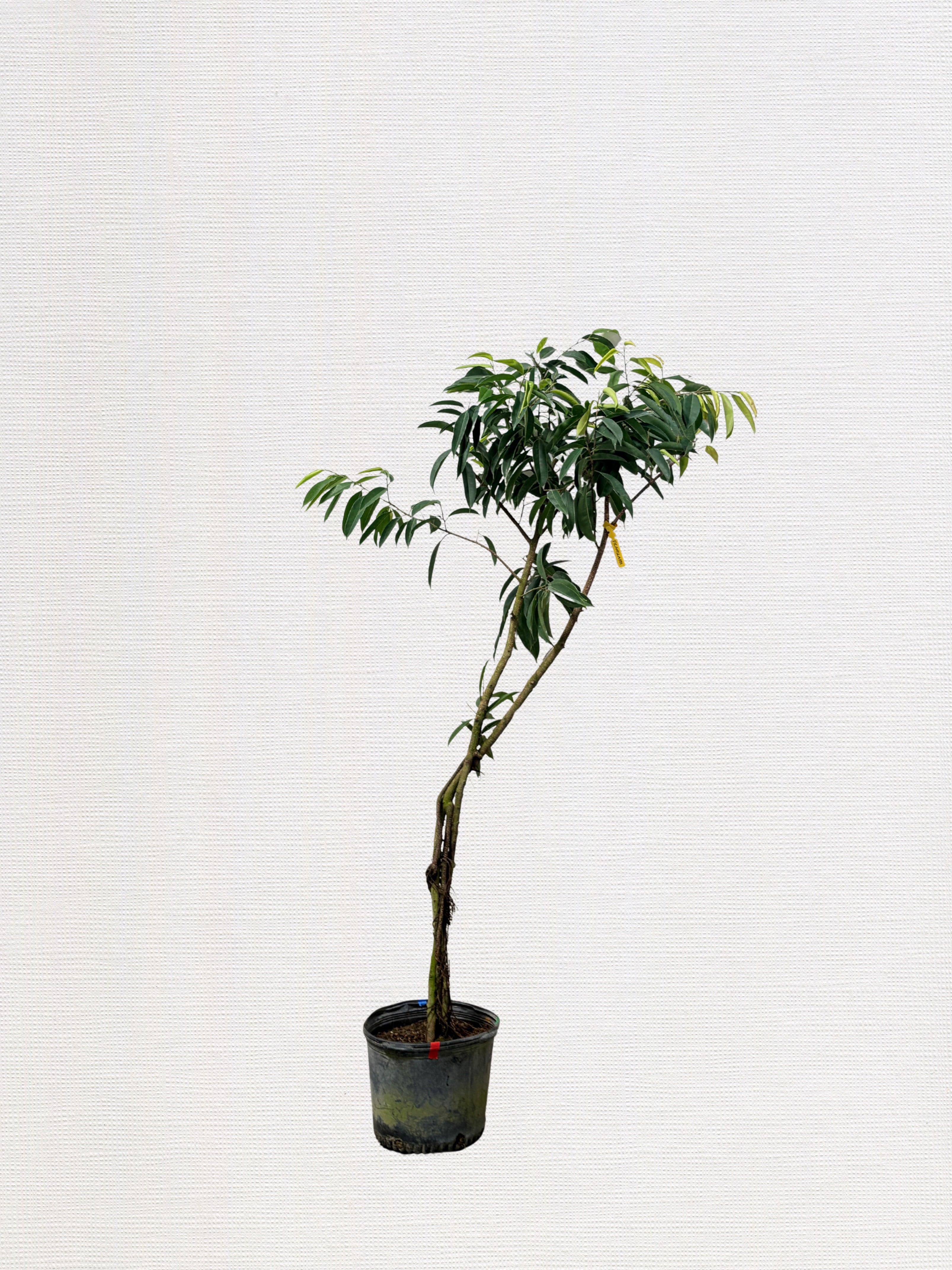 ficus-amstel-king-1-1