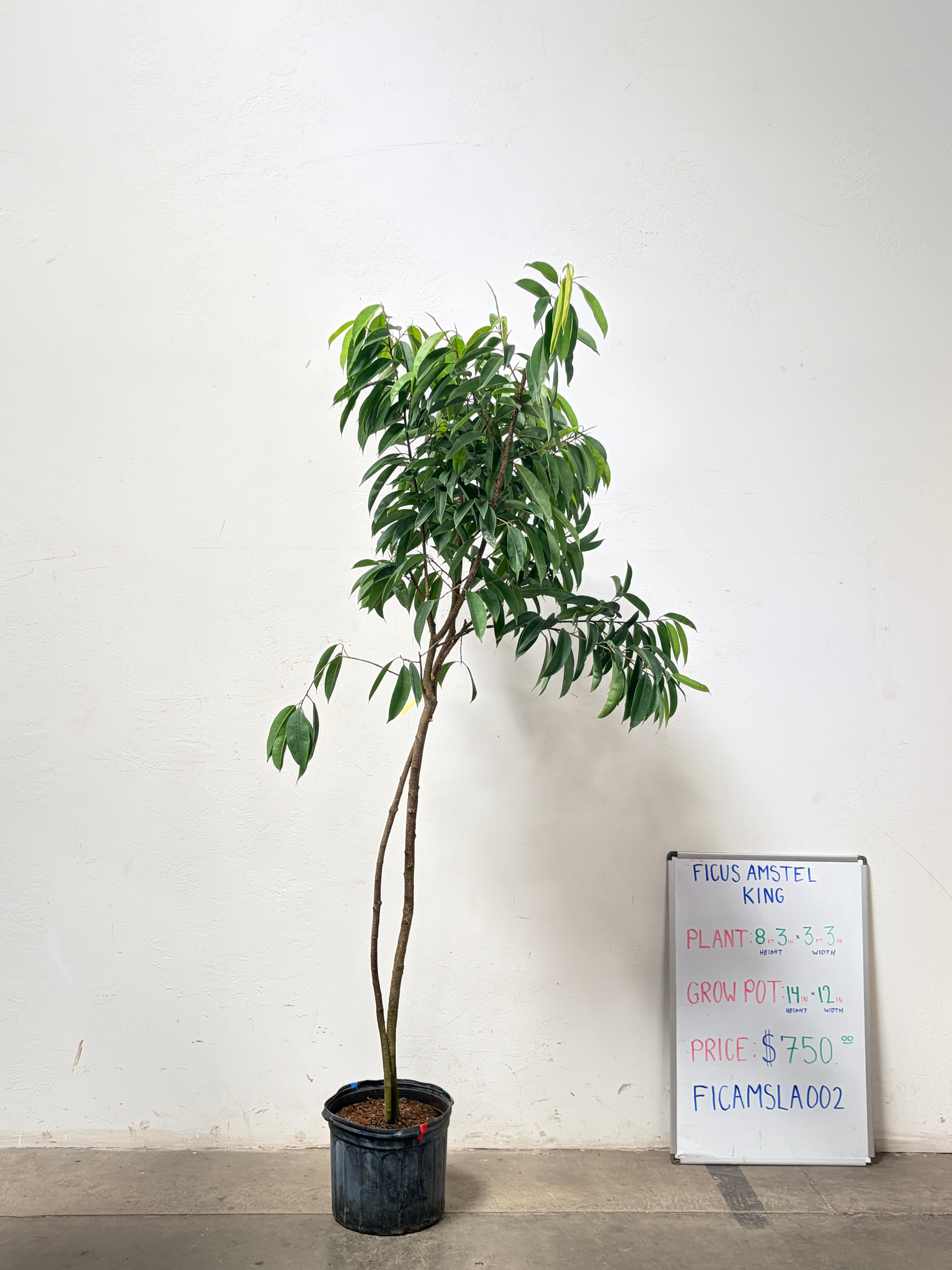 Ficus Amstel FICAMSLA002