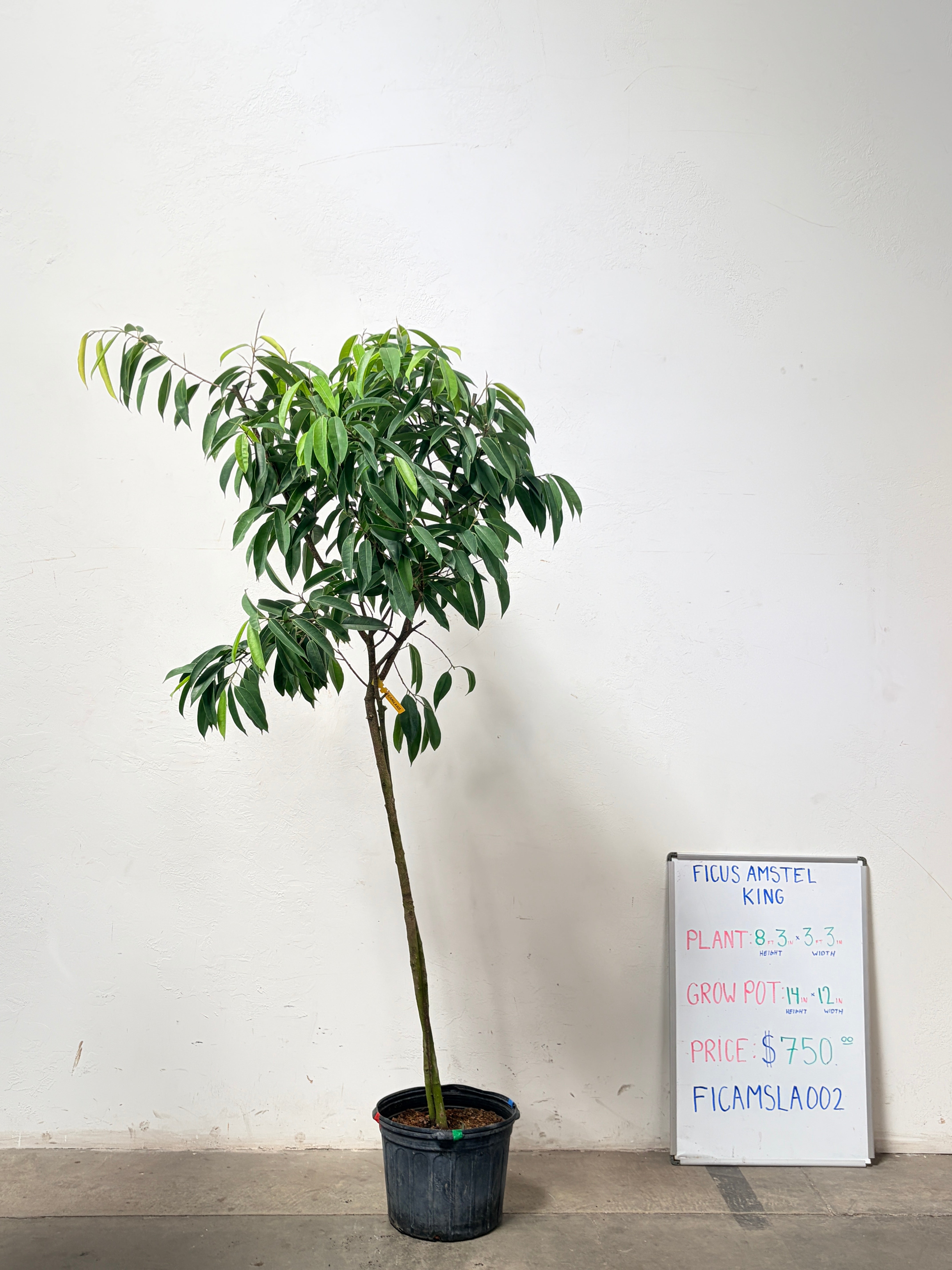 Ficus Amstel FICAMSLA002