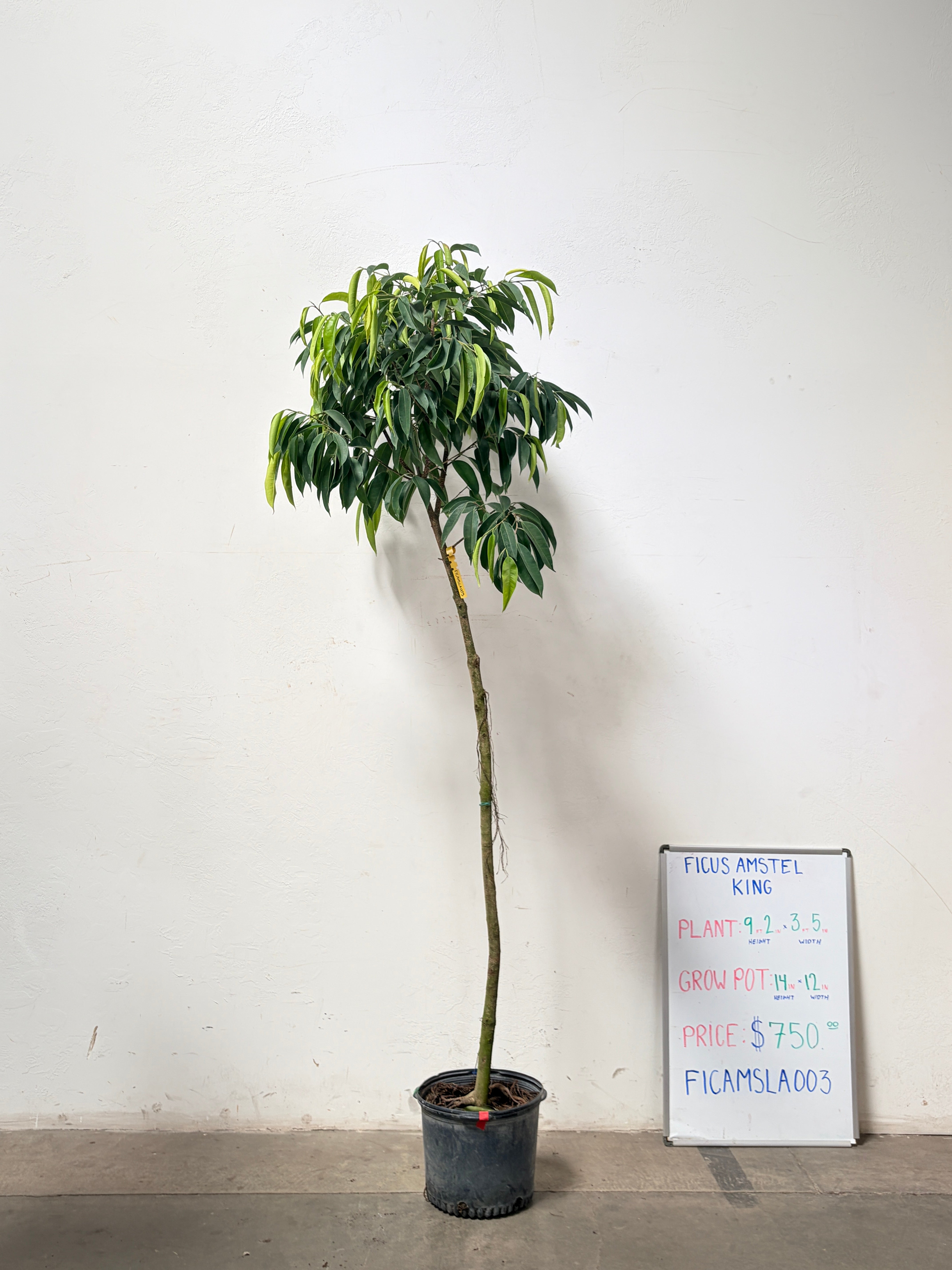 Ficus Amstel FICAMSLA003