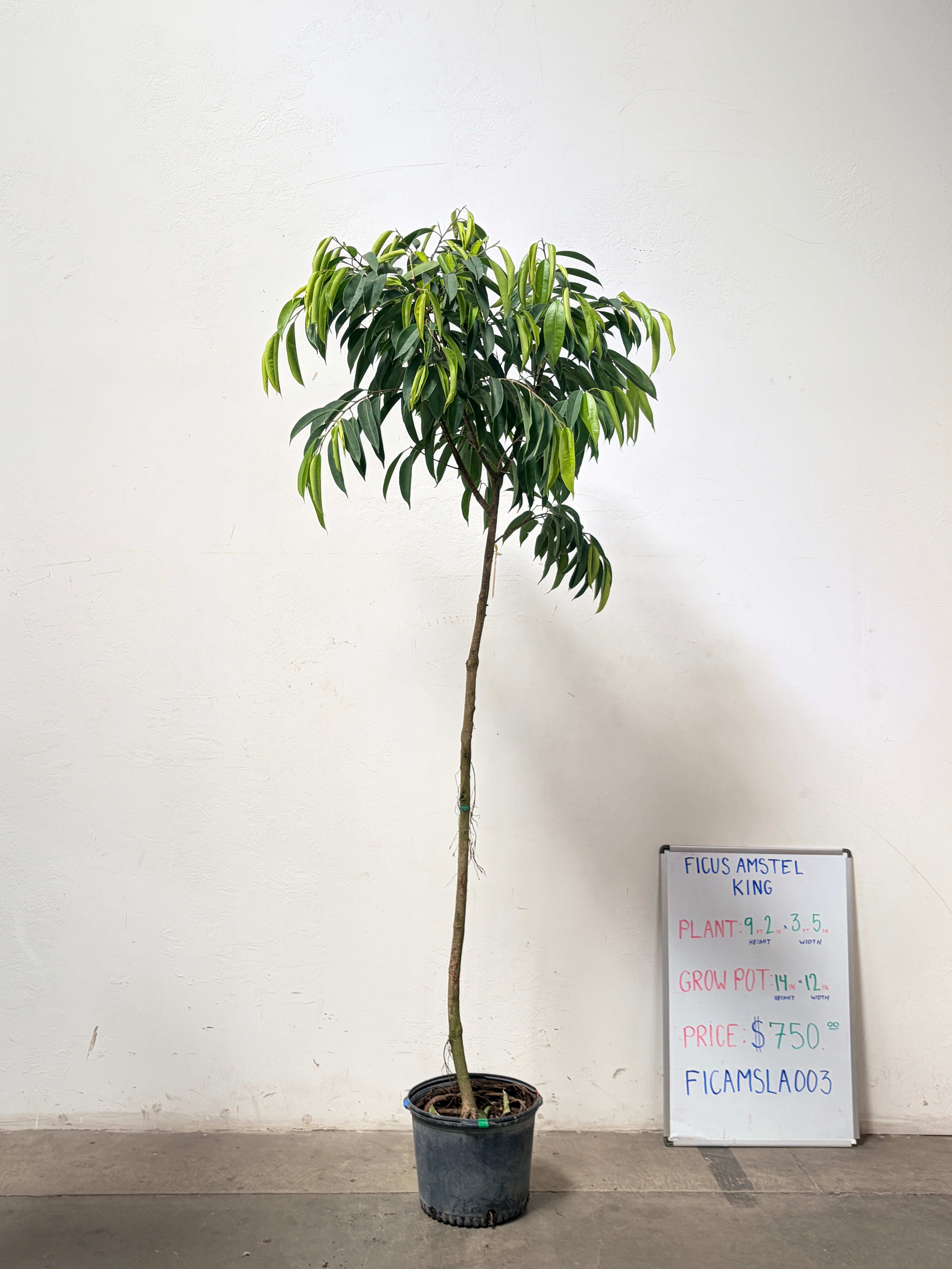 Ficus Amstel FICAMSLA003