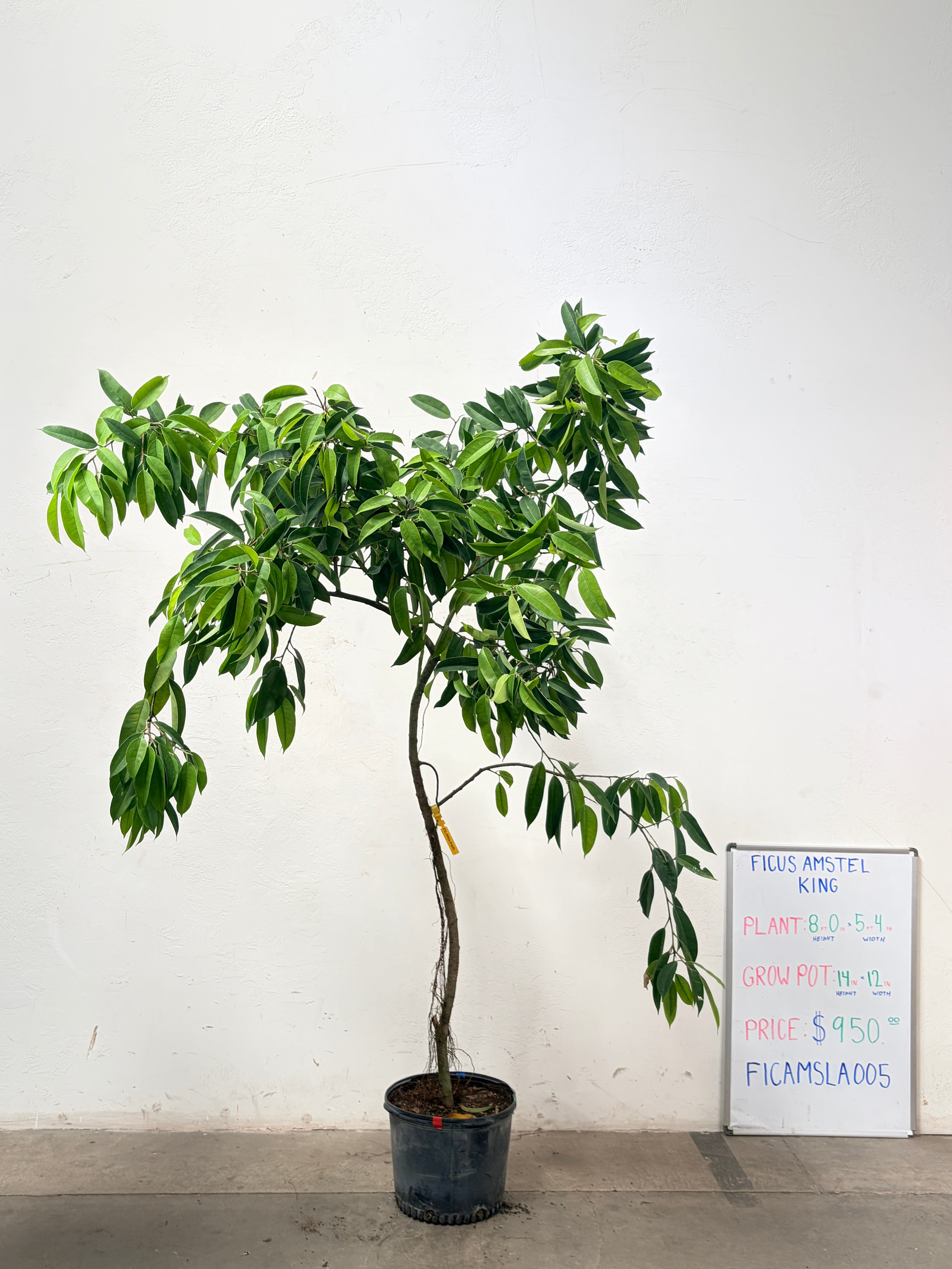 Ficus Amstel FICAMSLA005