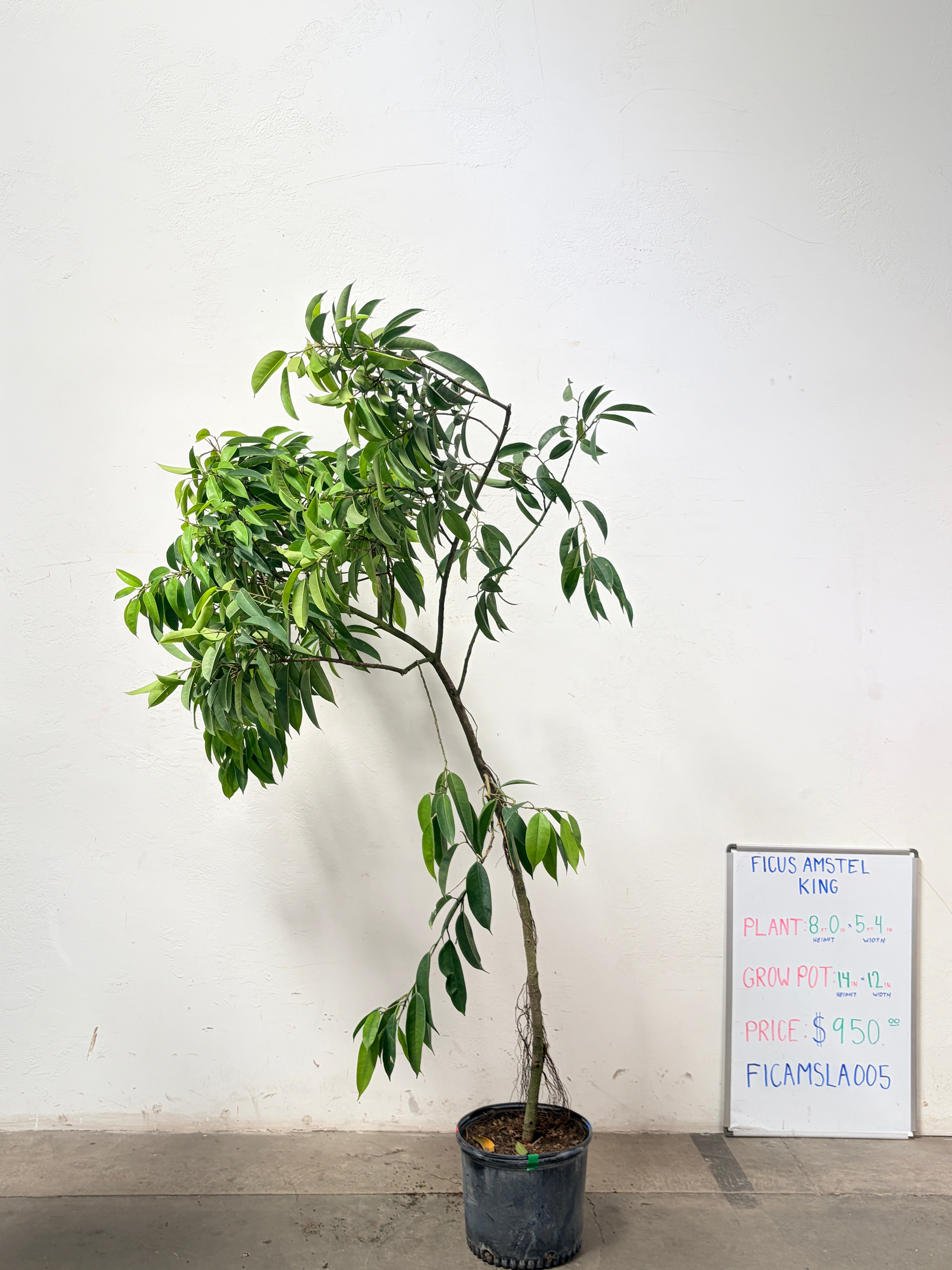 Ficus Amstel FICAMSLA005