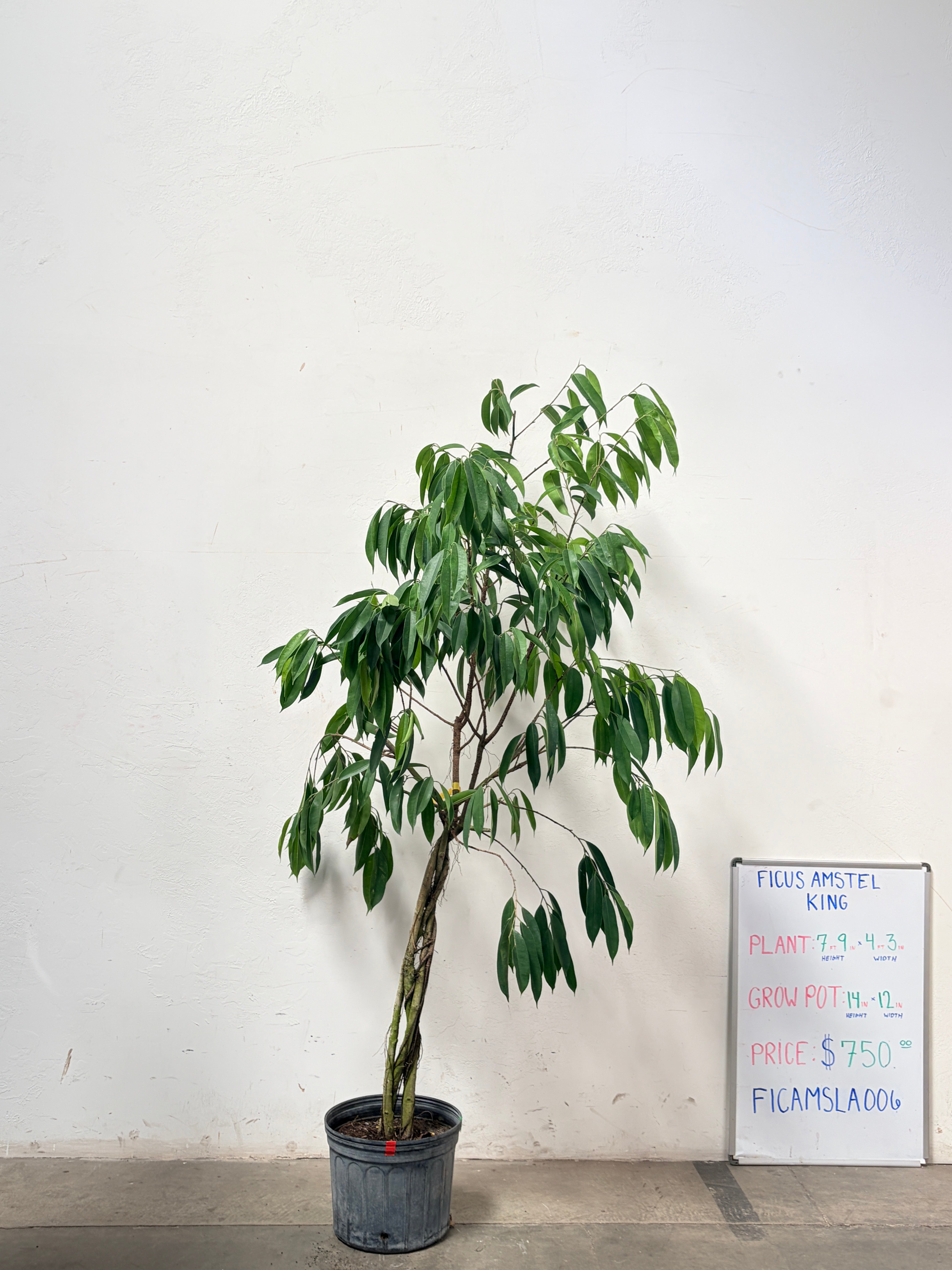 Ficus Amstel FICAMSLA006