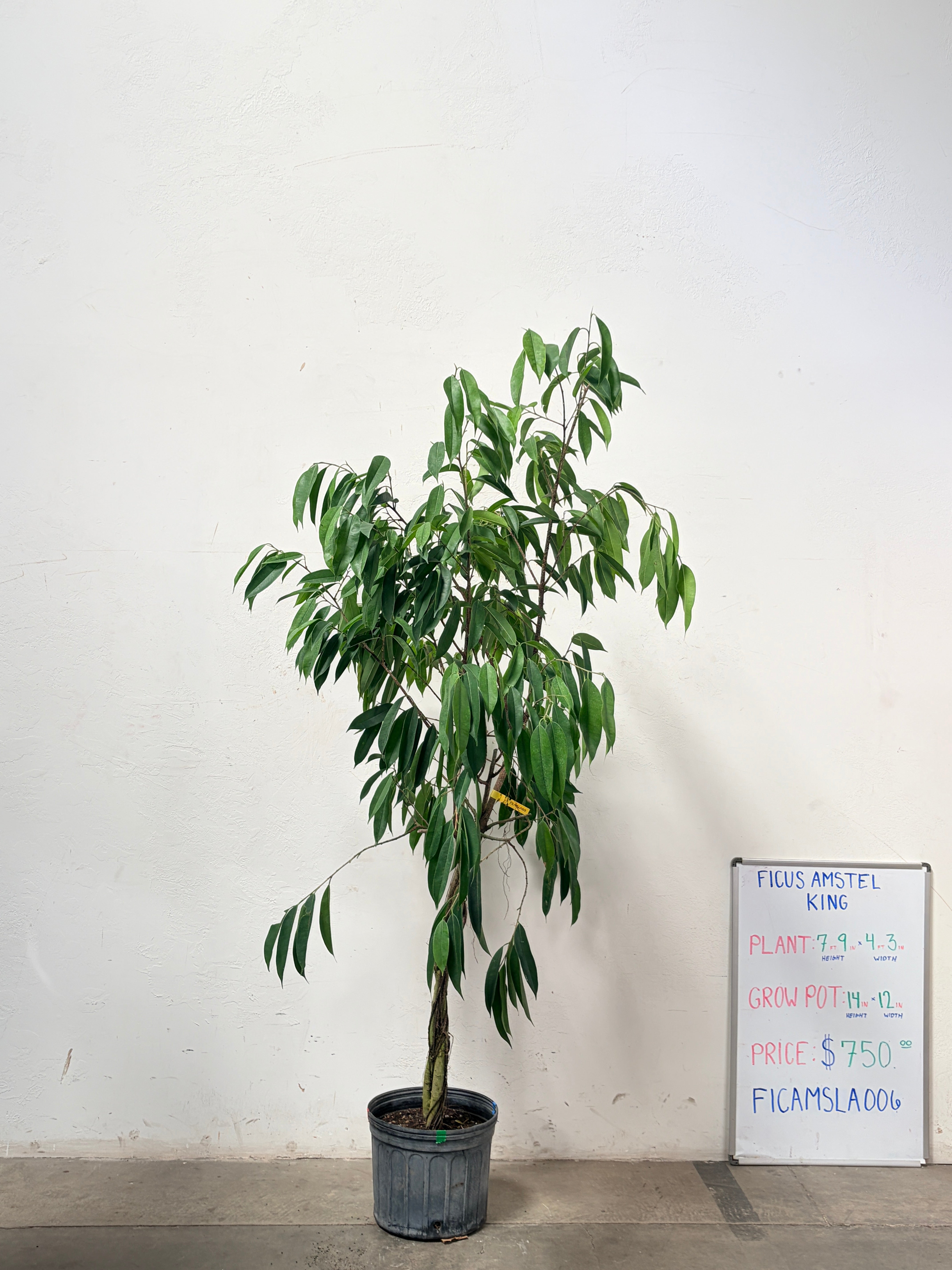 Ficus Amstel FICAMSLA006