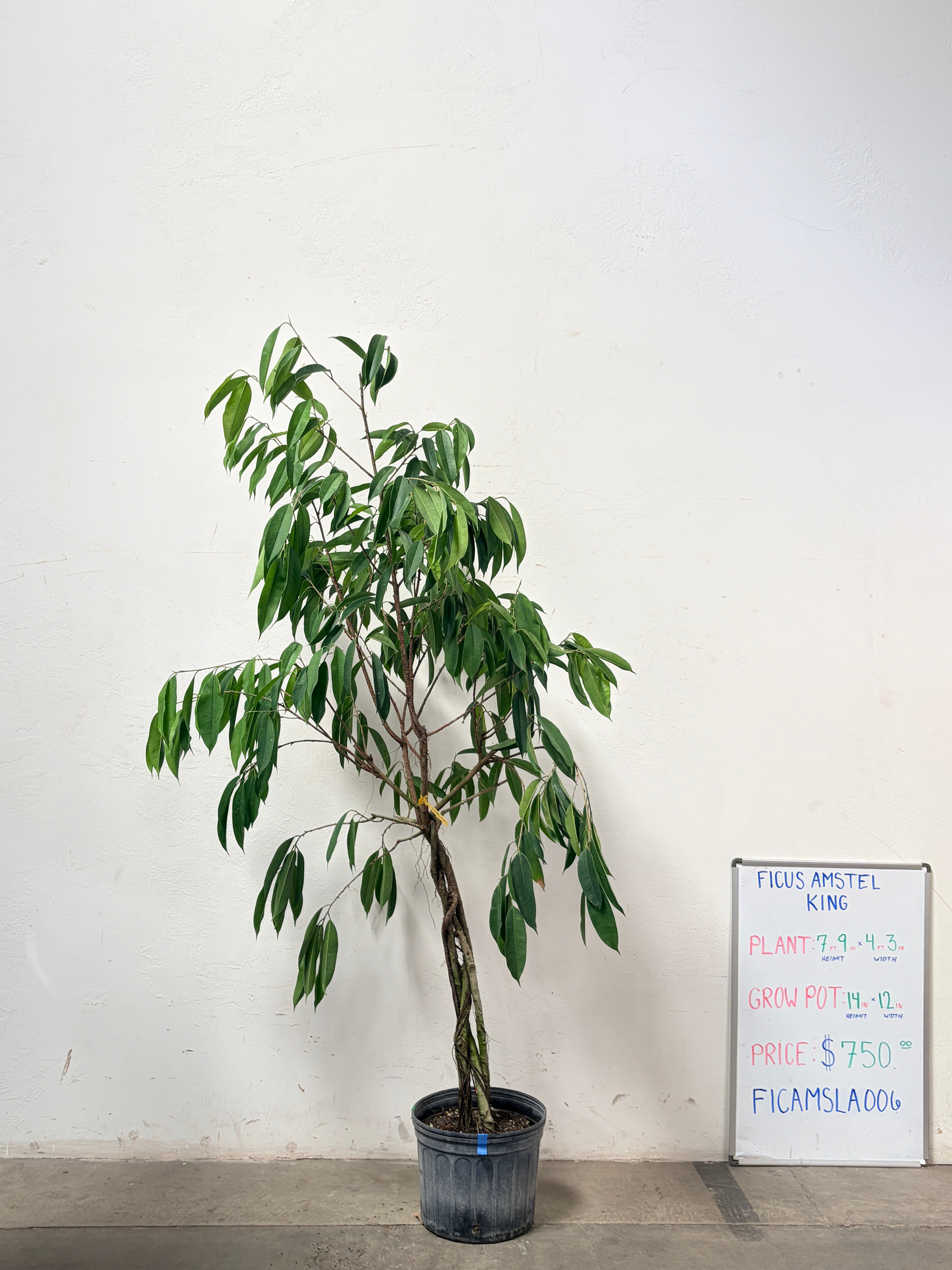 Ficus Amstel FICAMSLA006