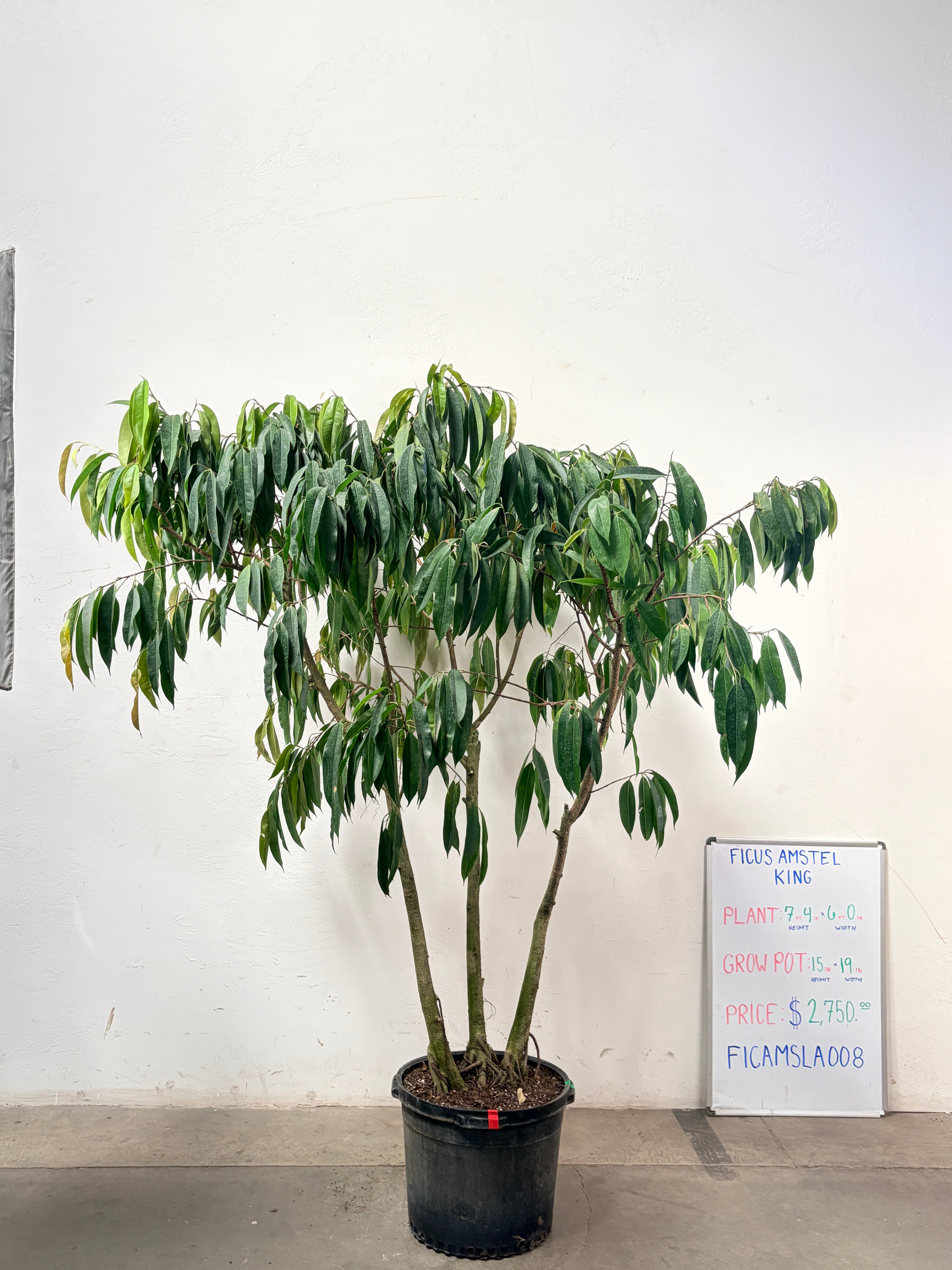 Ficus Amstel FICAMSLA008