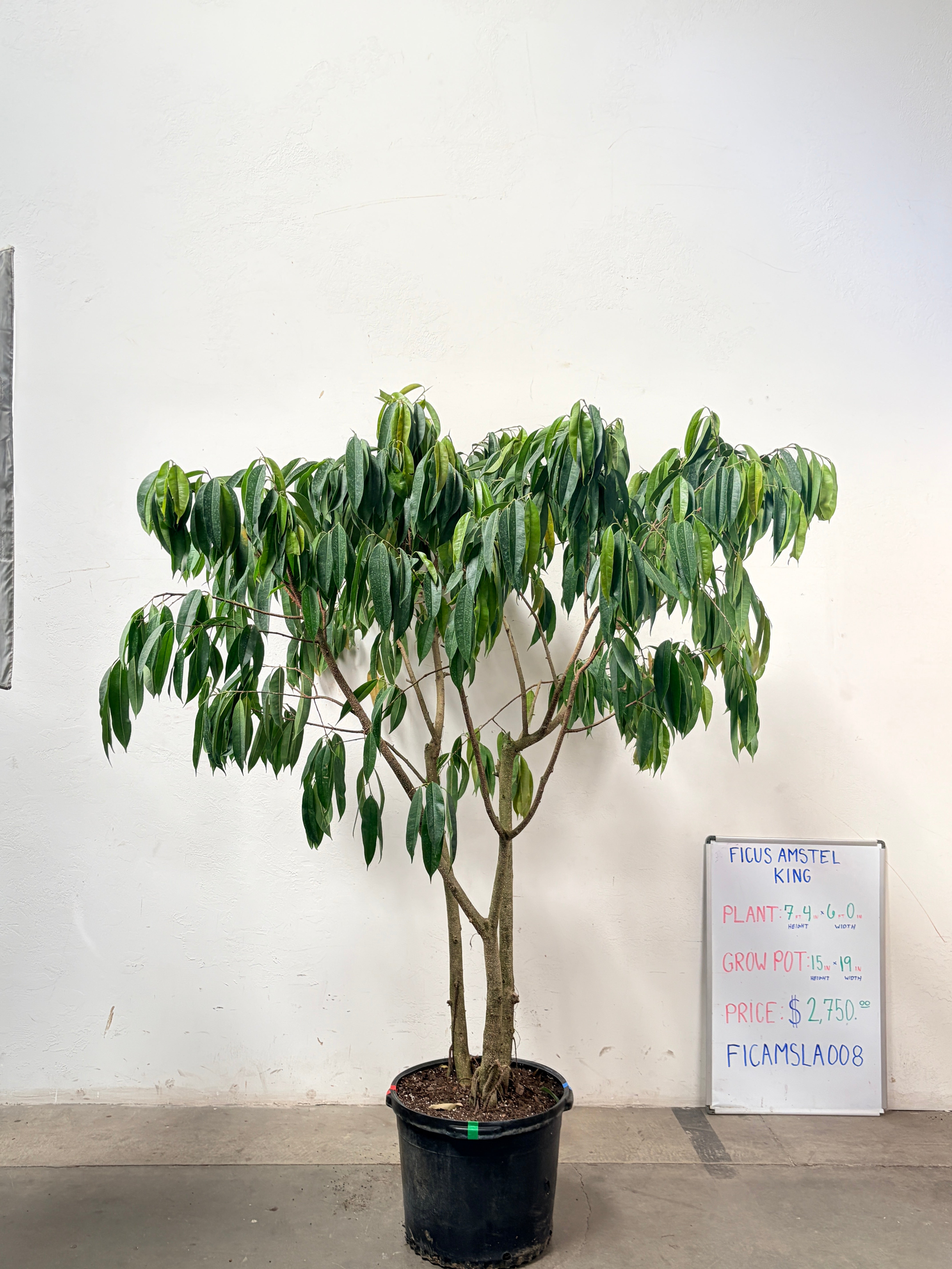 Ficus Amstel FICAMSLA008