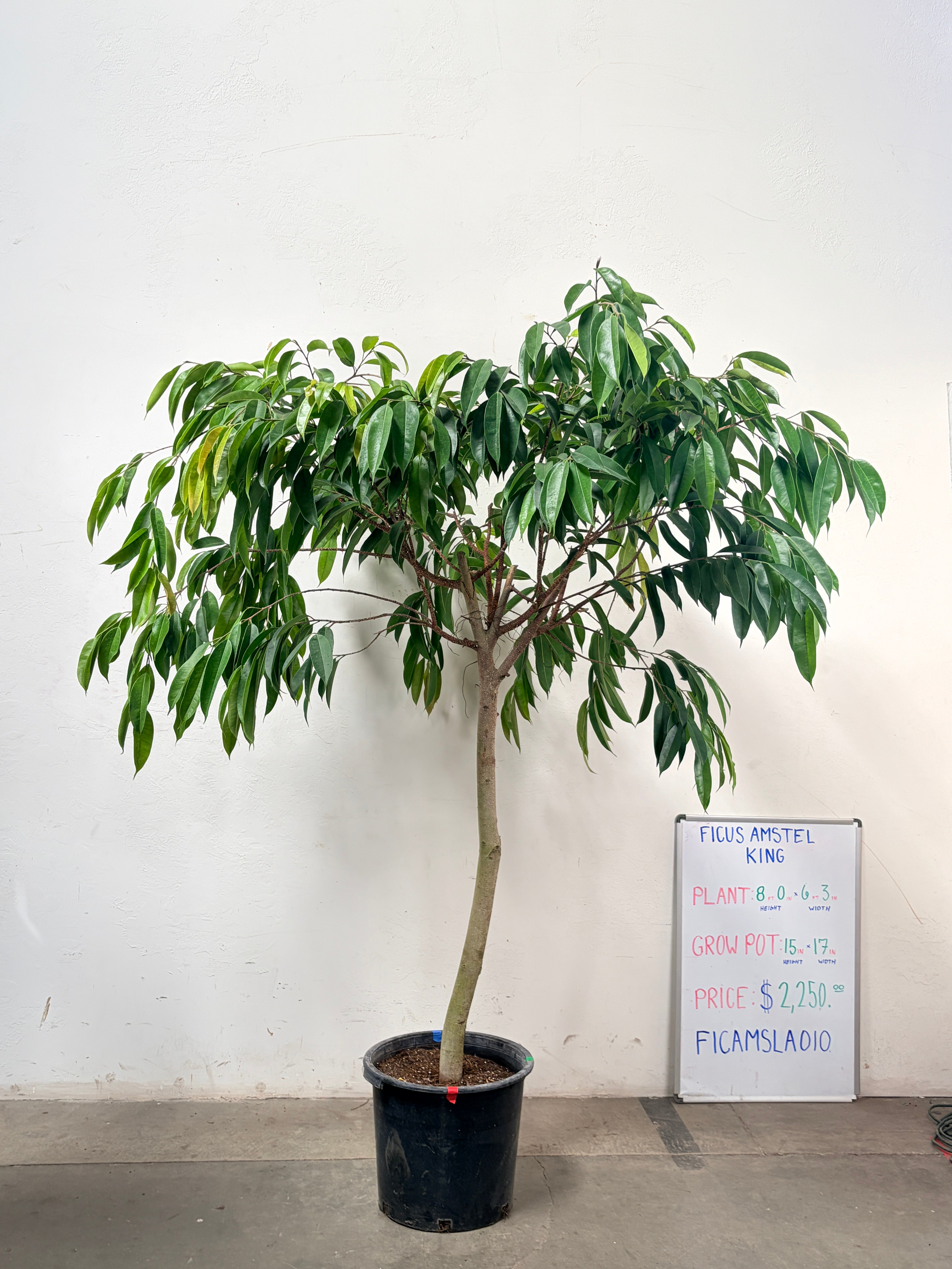 Ficus Amstel FICAMSLA010