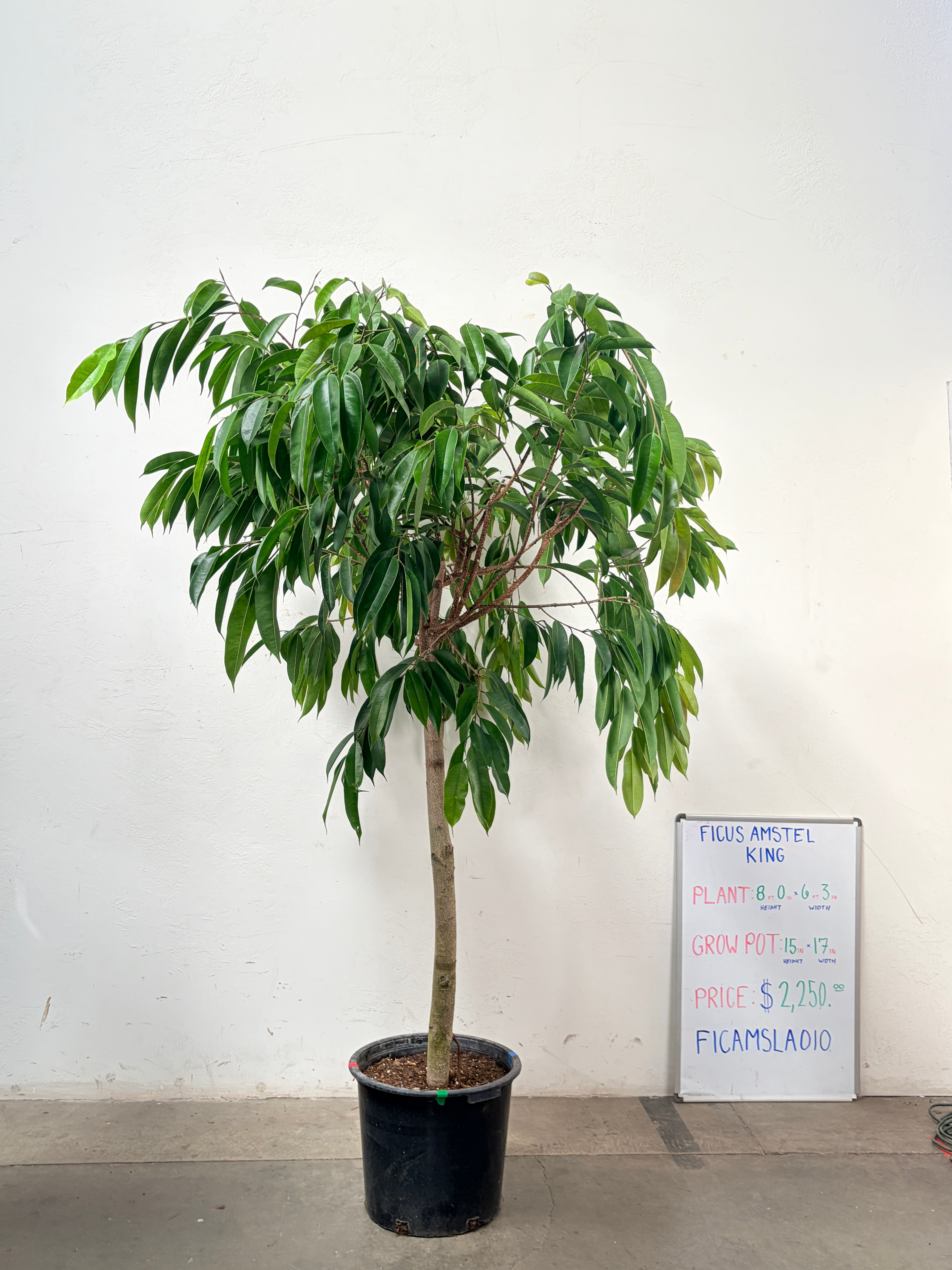 Ficus Amstel FICAMSLA010