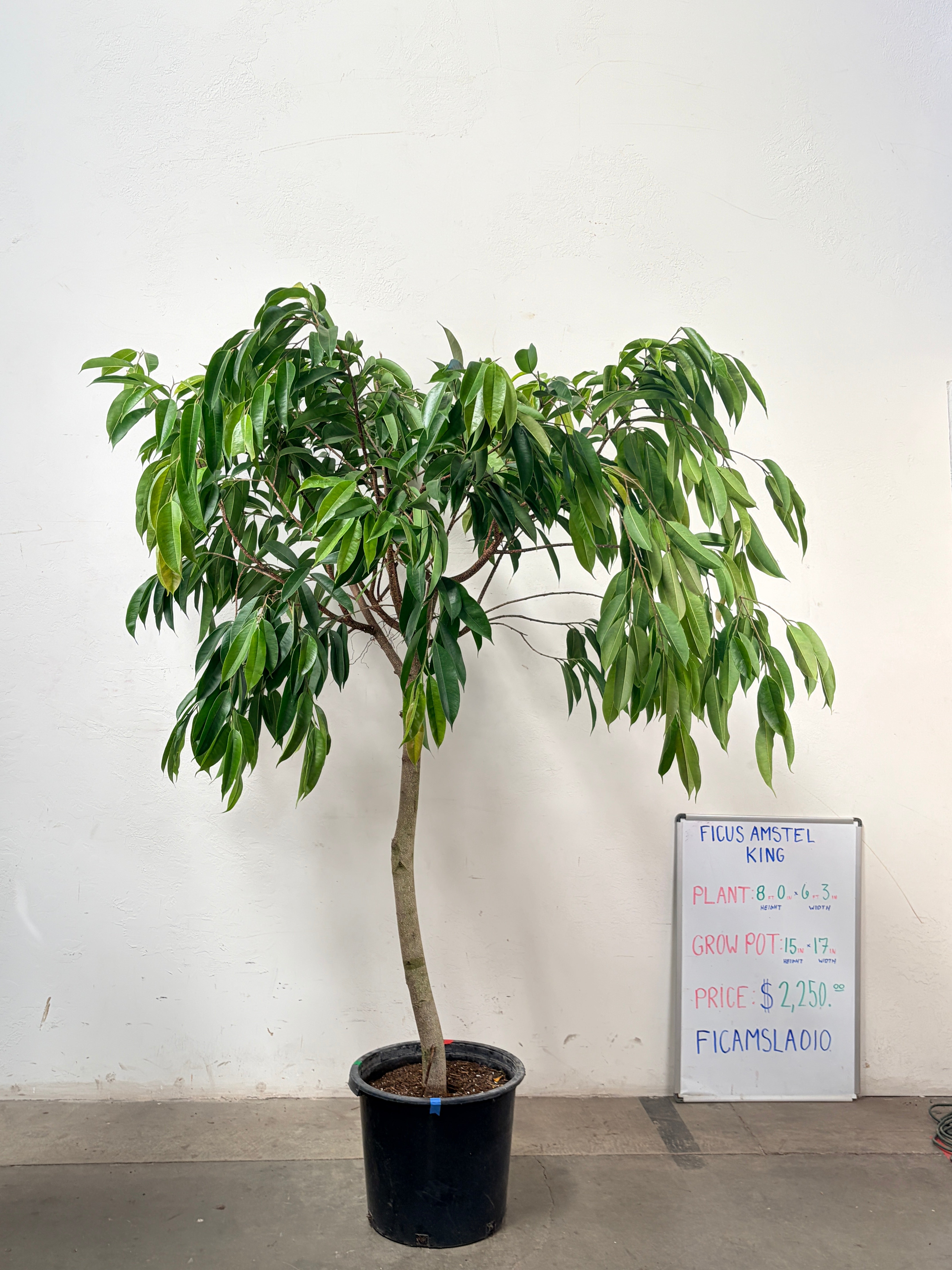 Ficus Amstel FICAMSLA010