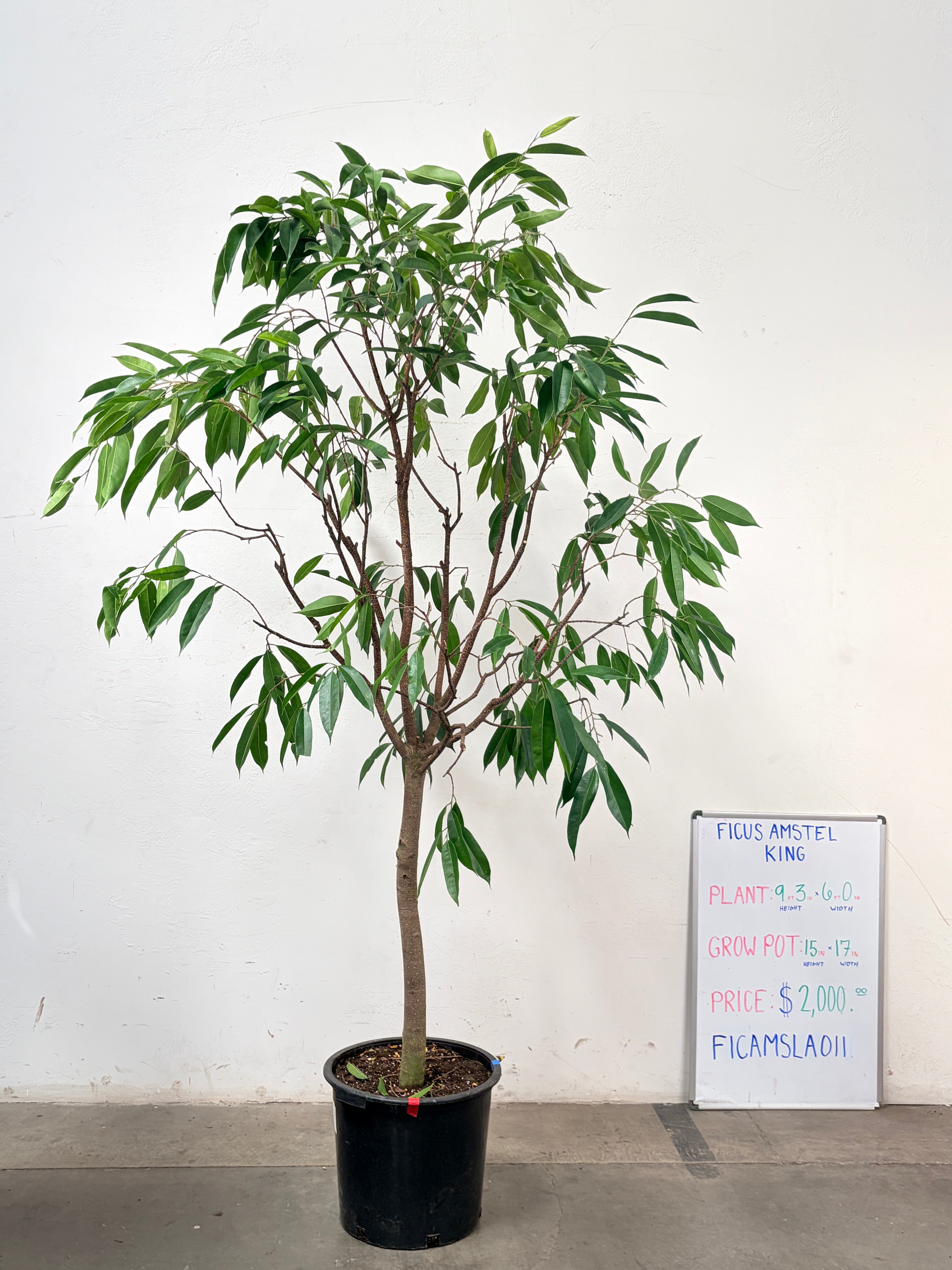 Ficus Amstel FICAMSLA011