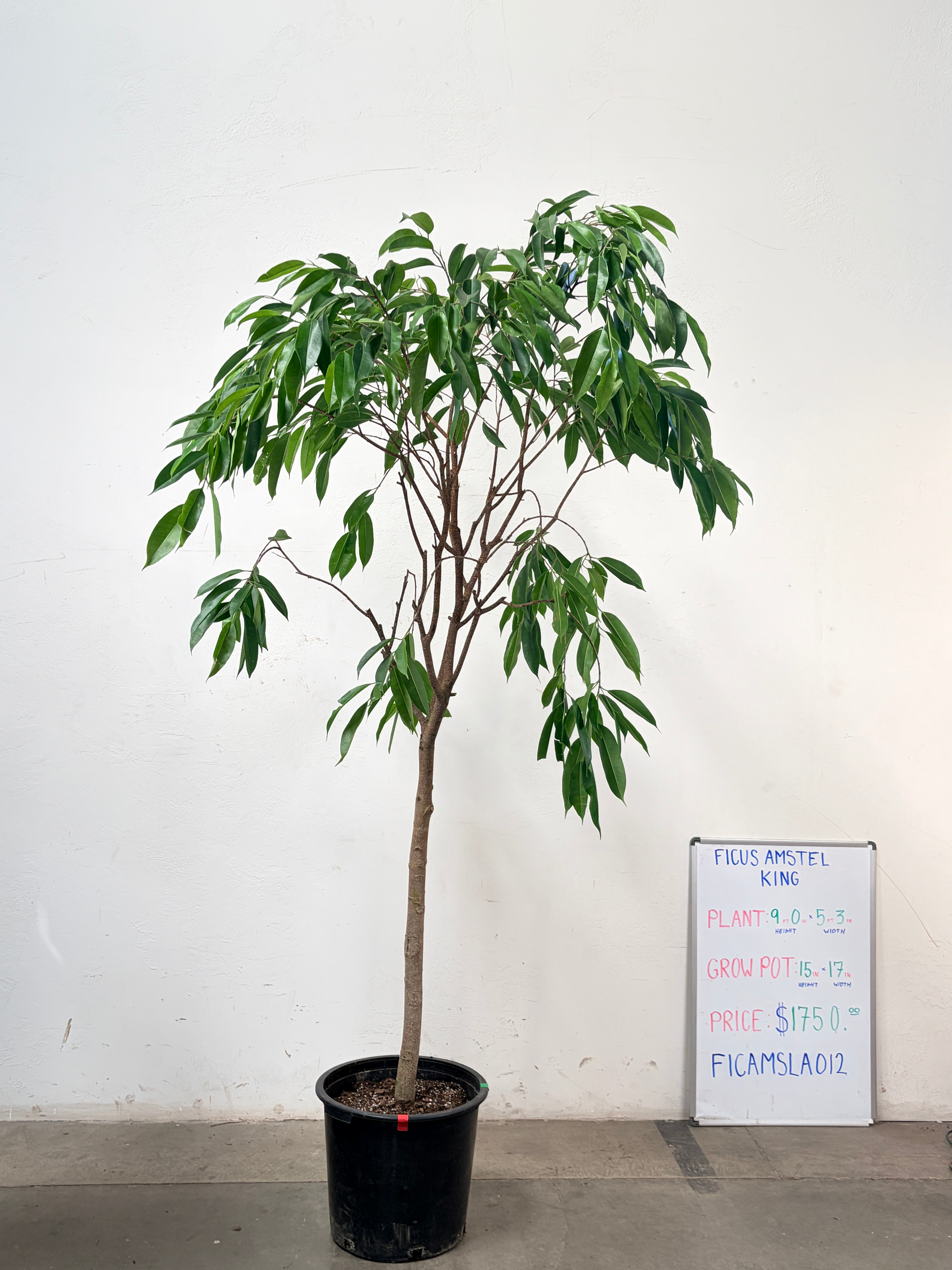 Ficus Amstel FICAMSLA012