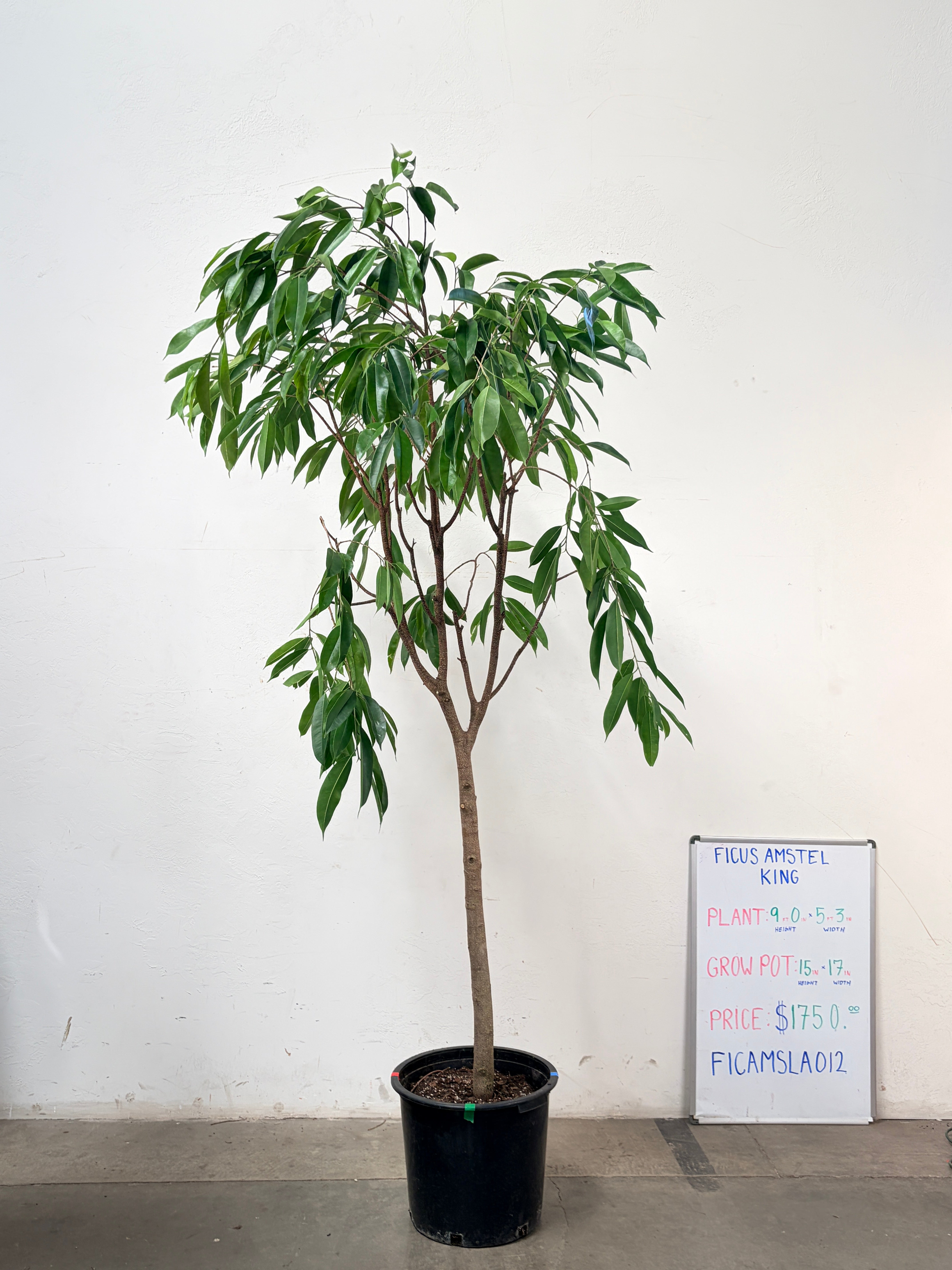Ficus Amstel FICAMSLA012