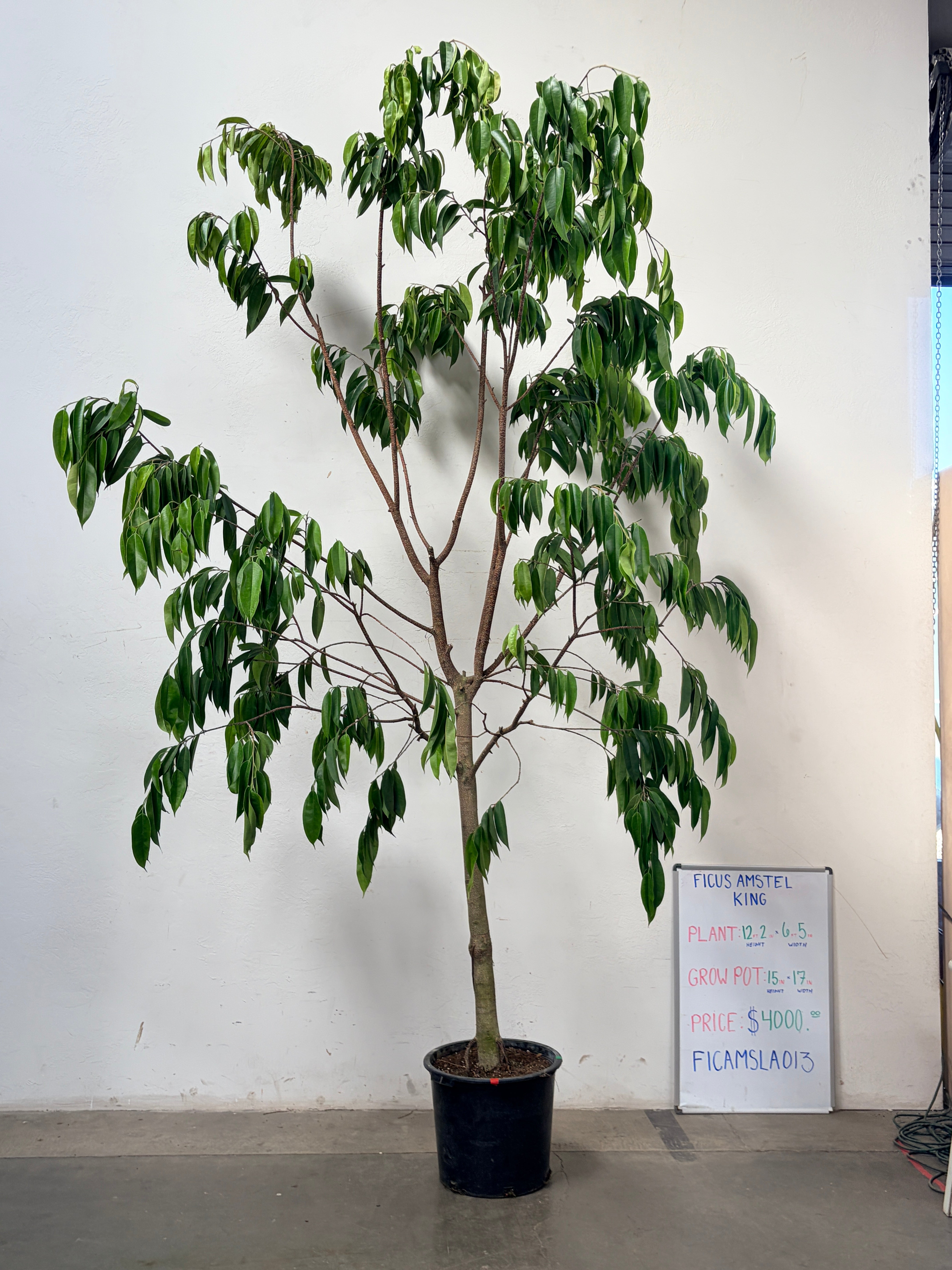 Ficus Amstel FICAMSLA013