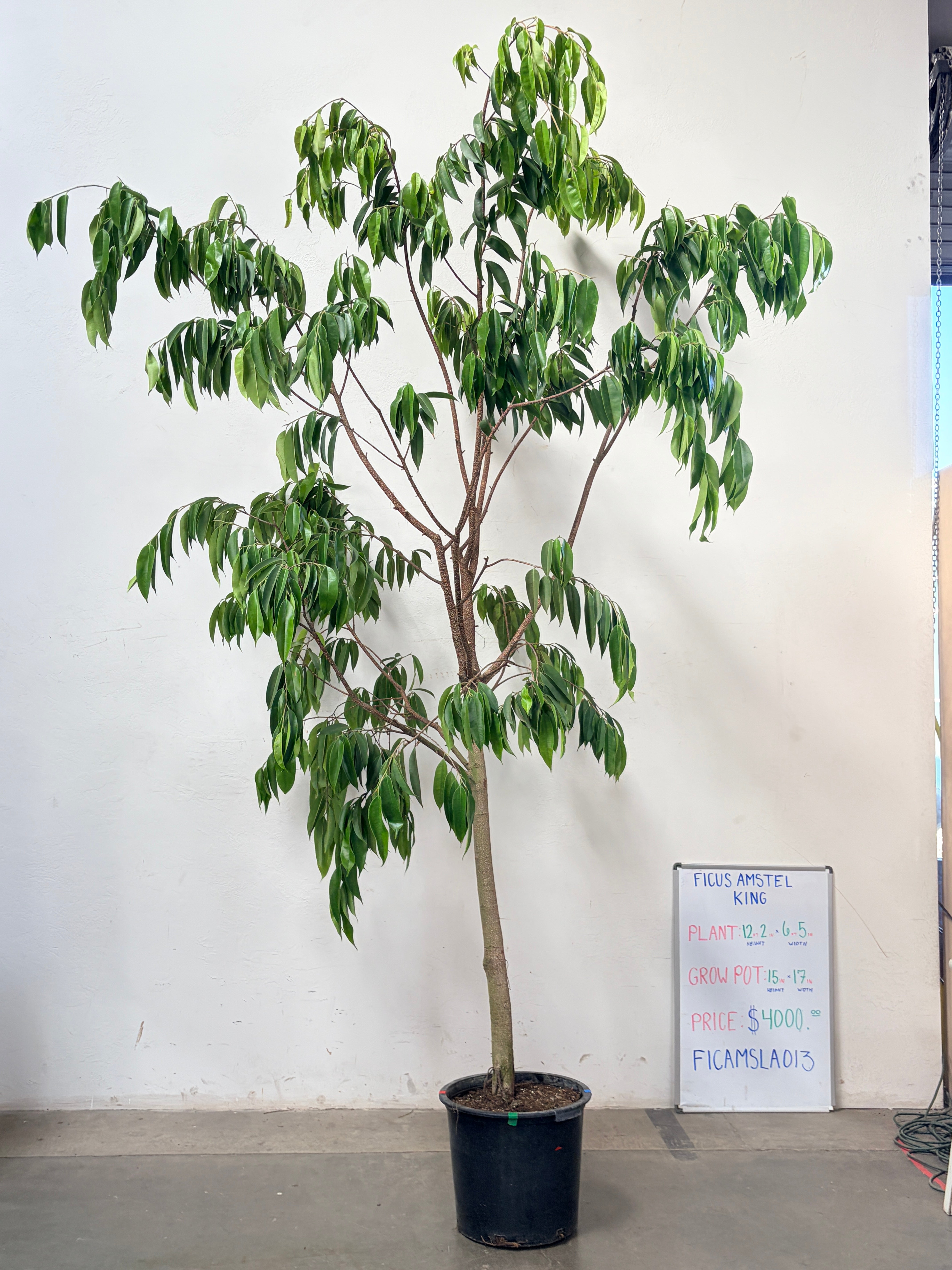 Ficus Amstel FICAMSLA013
