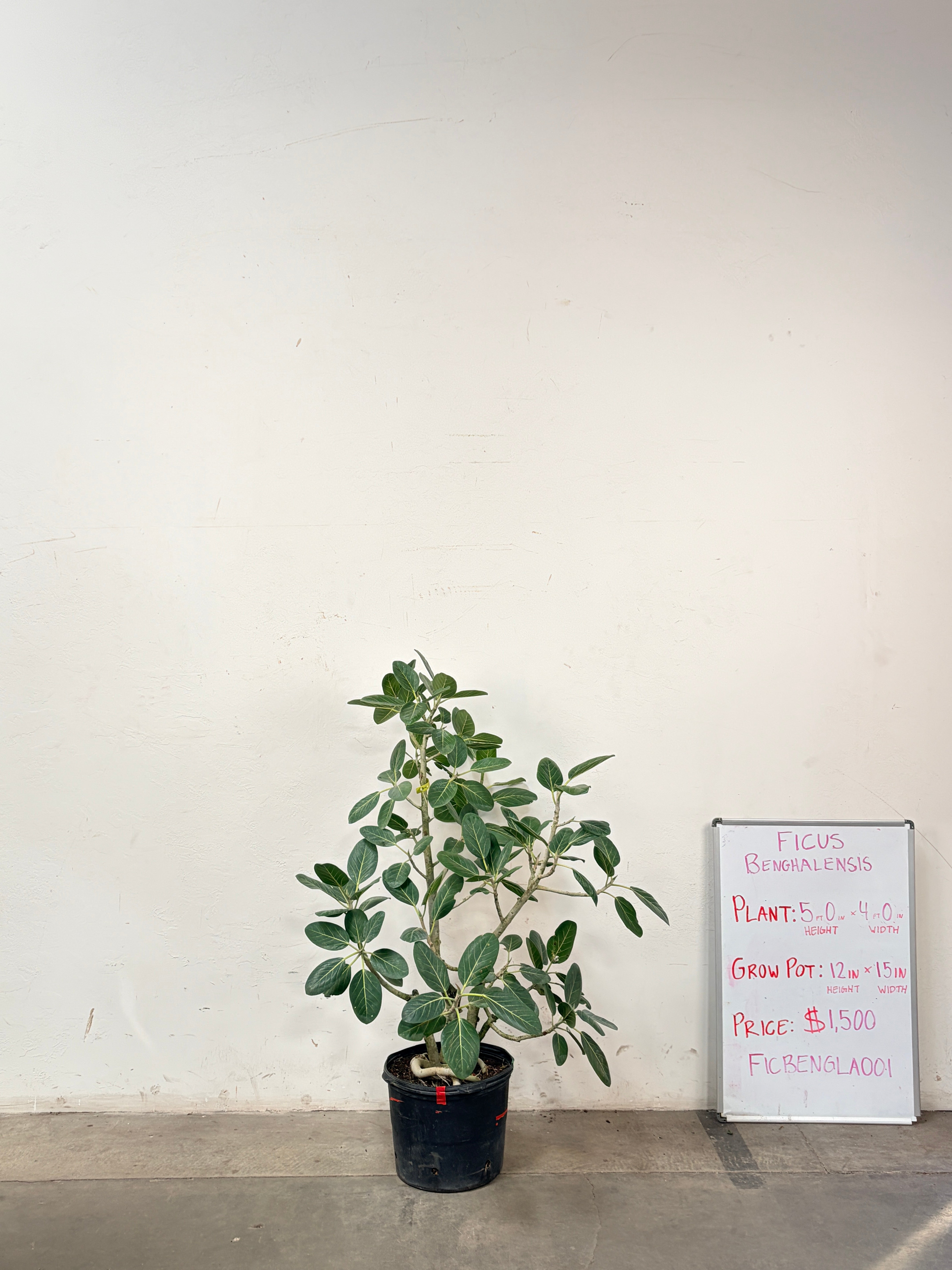 Ficus Benghalensis FICBENGLA001