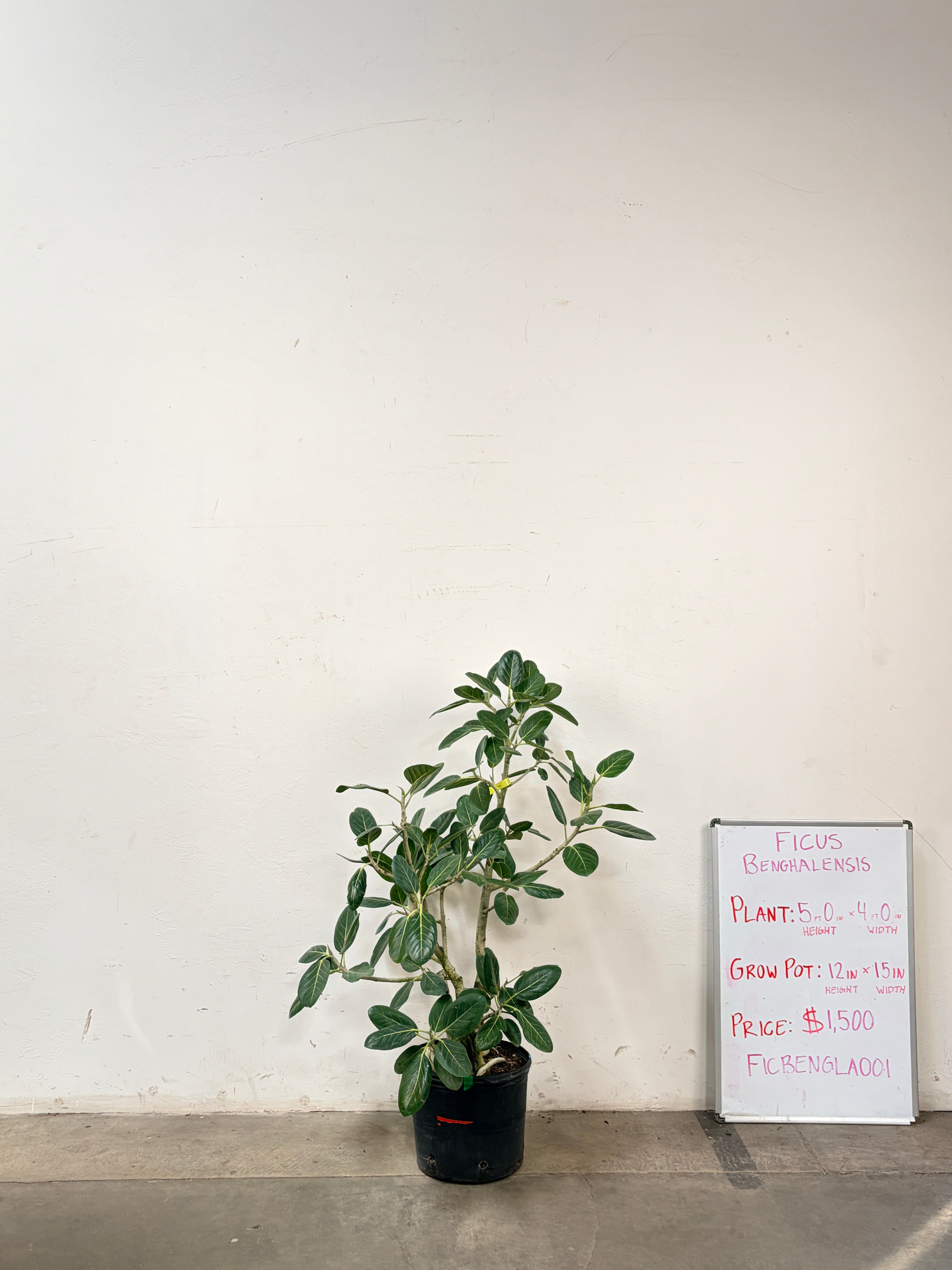 Ficus Benghalensis FICBENGLA001