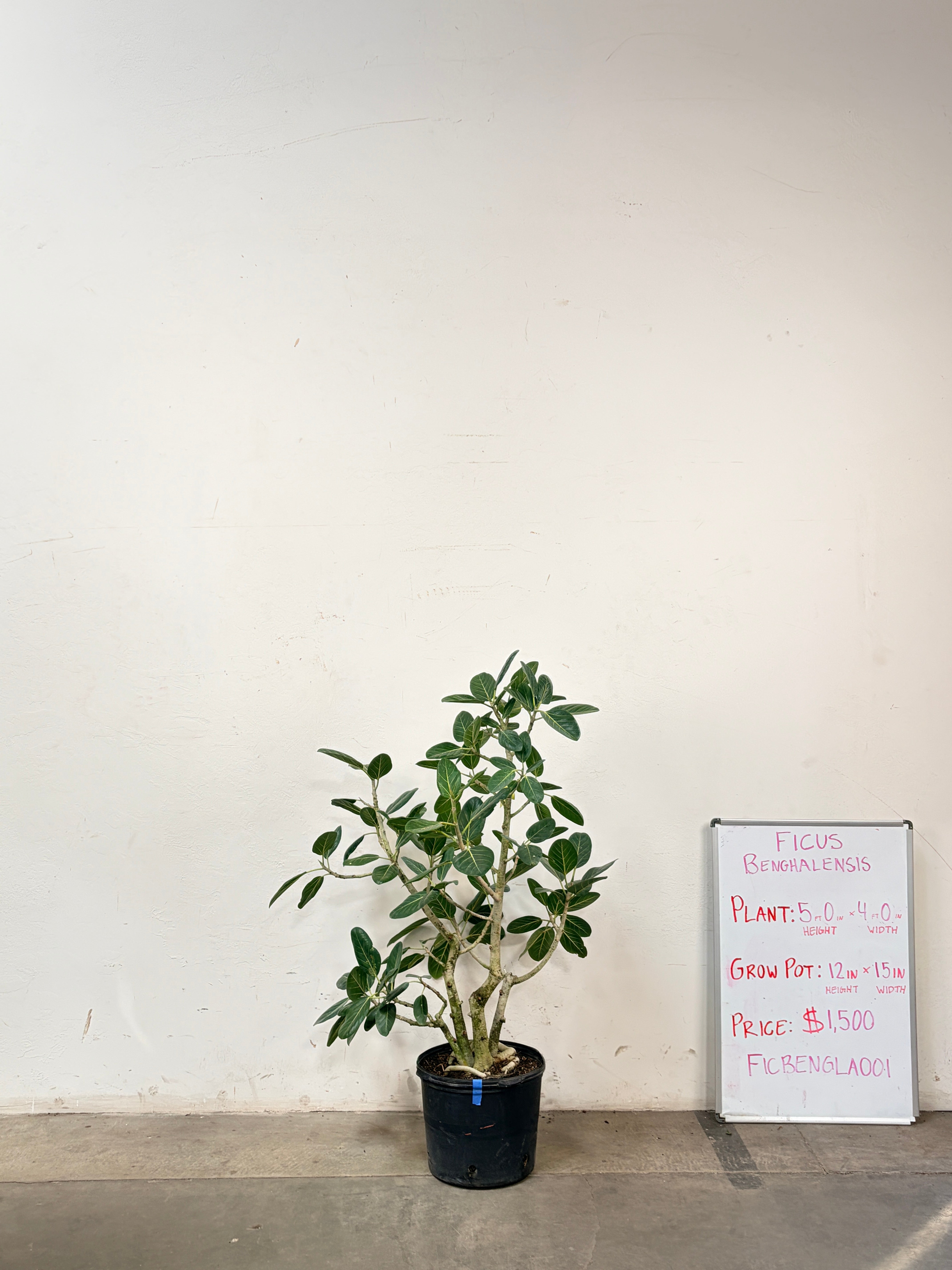 Ficus Benghalensis FICBENGLA001