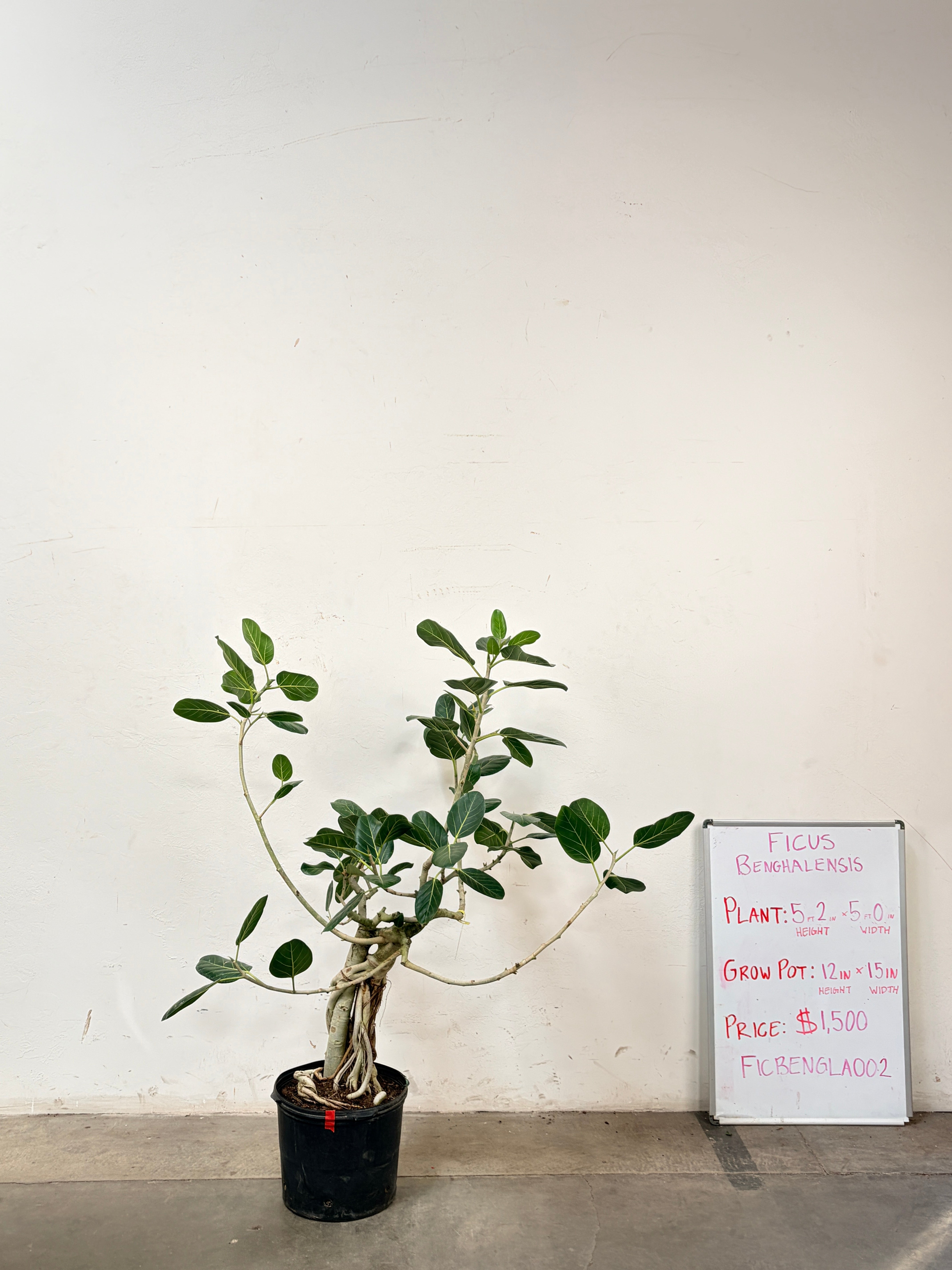 Ficus Benghalensis FICBENGLA002