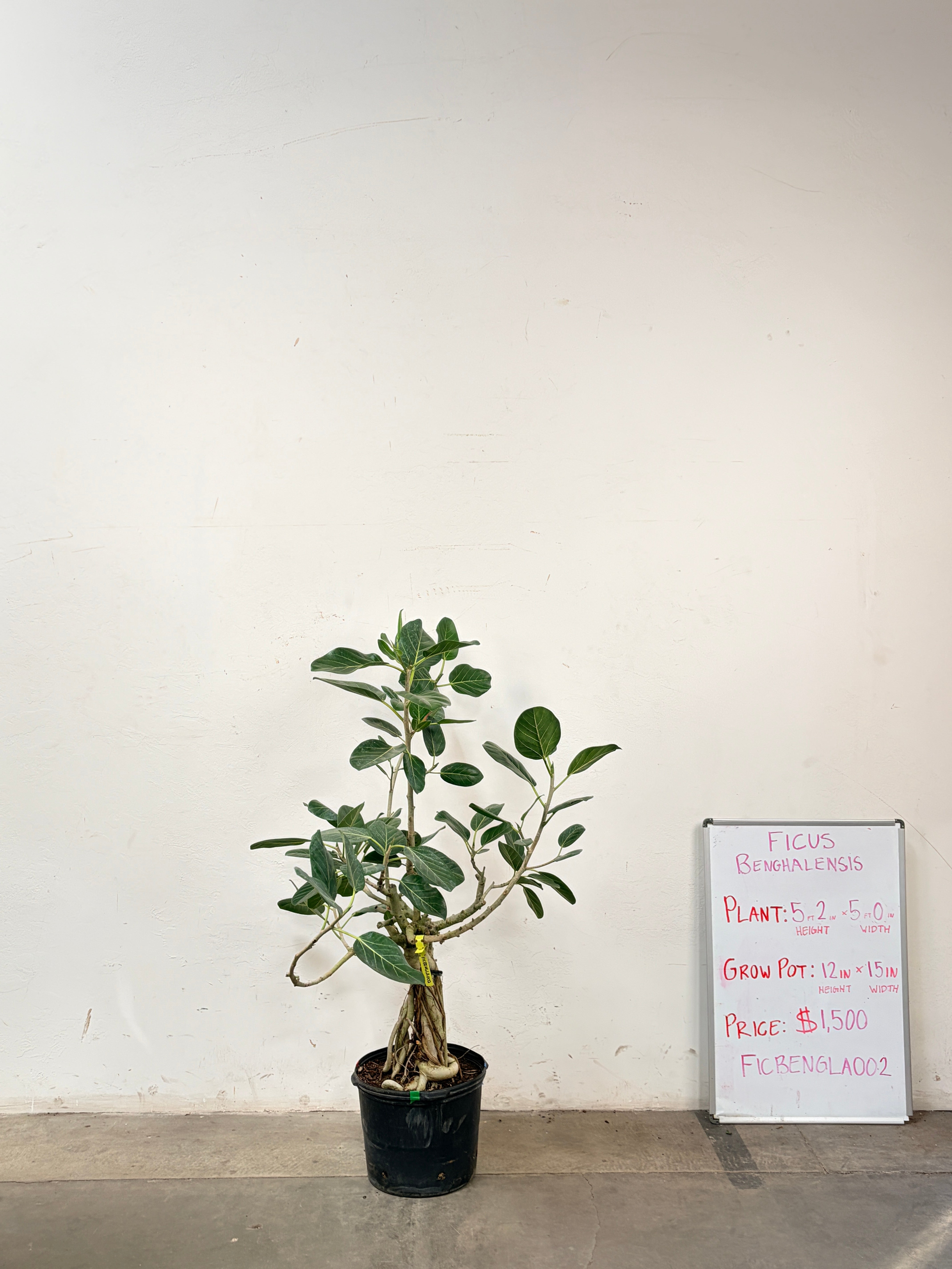 Ficus Benghalensis FICBENGLA002