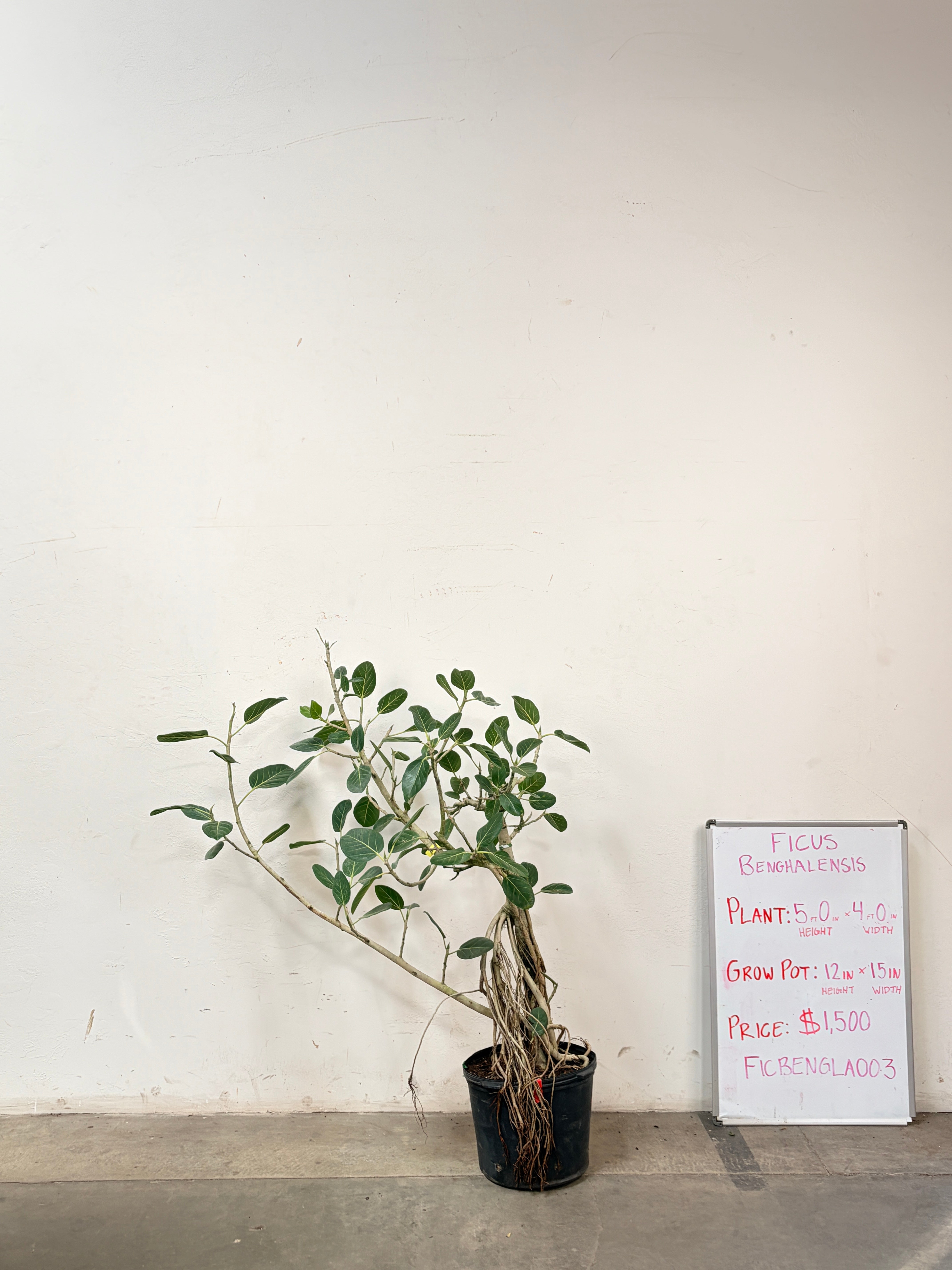 Ficus Benghalensis FICBENGLA003