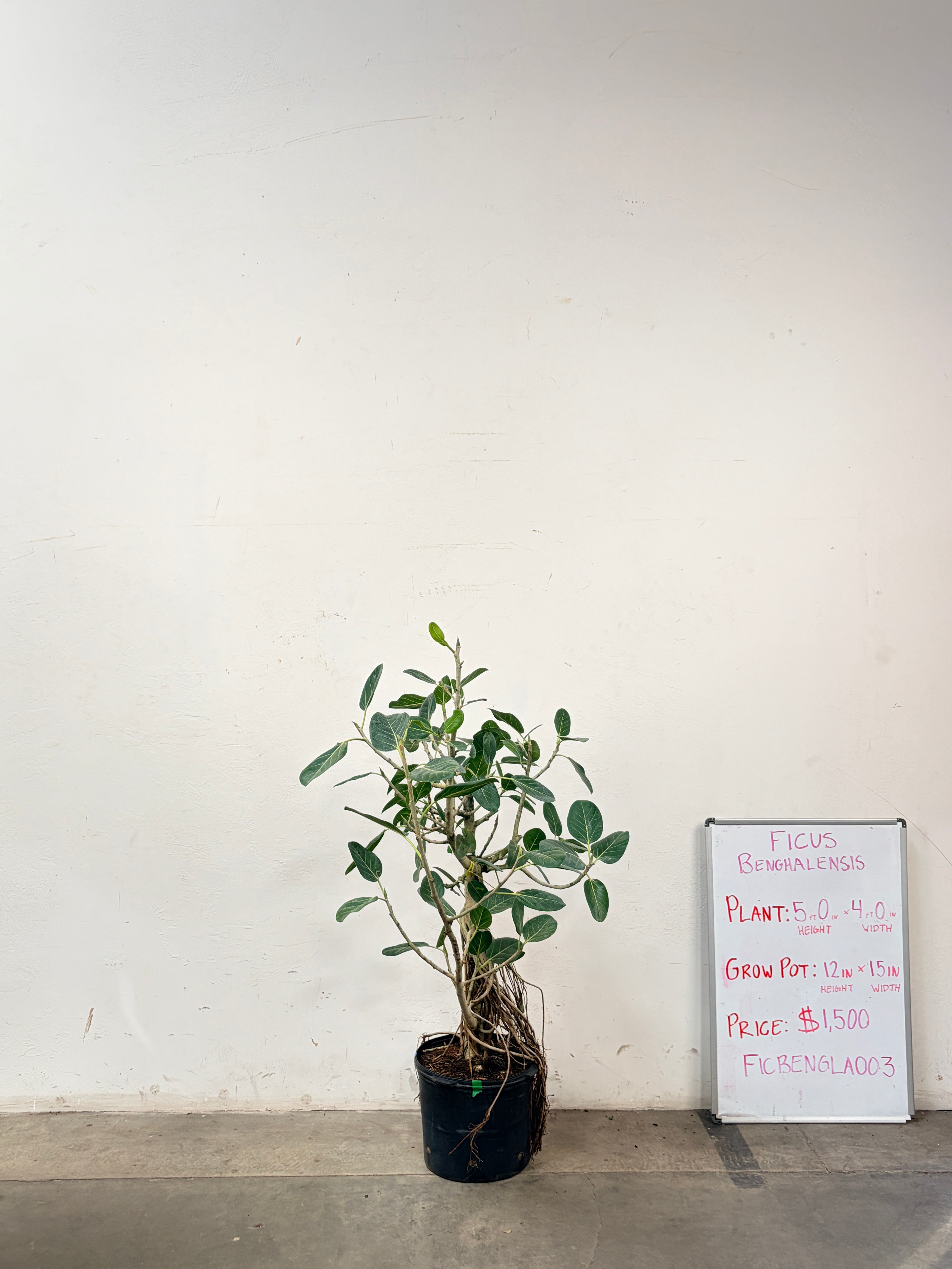 Ficus Benghalensis FICBENGLA003