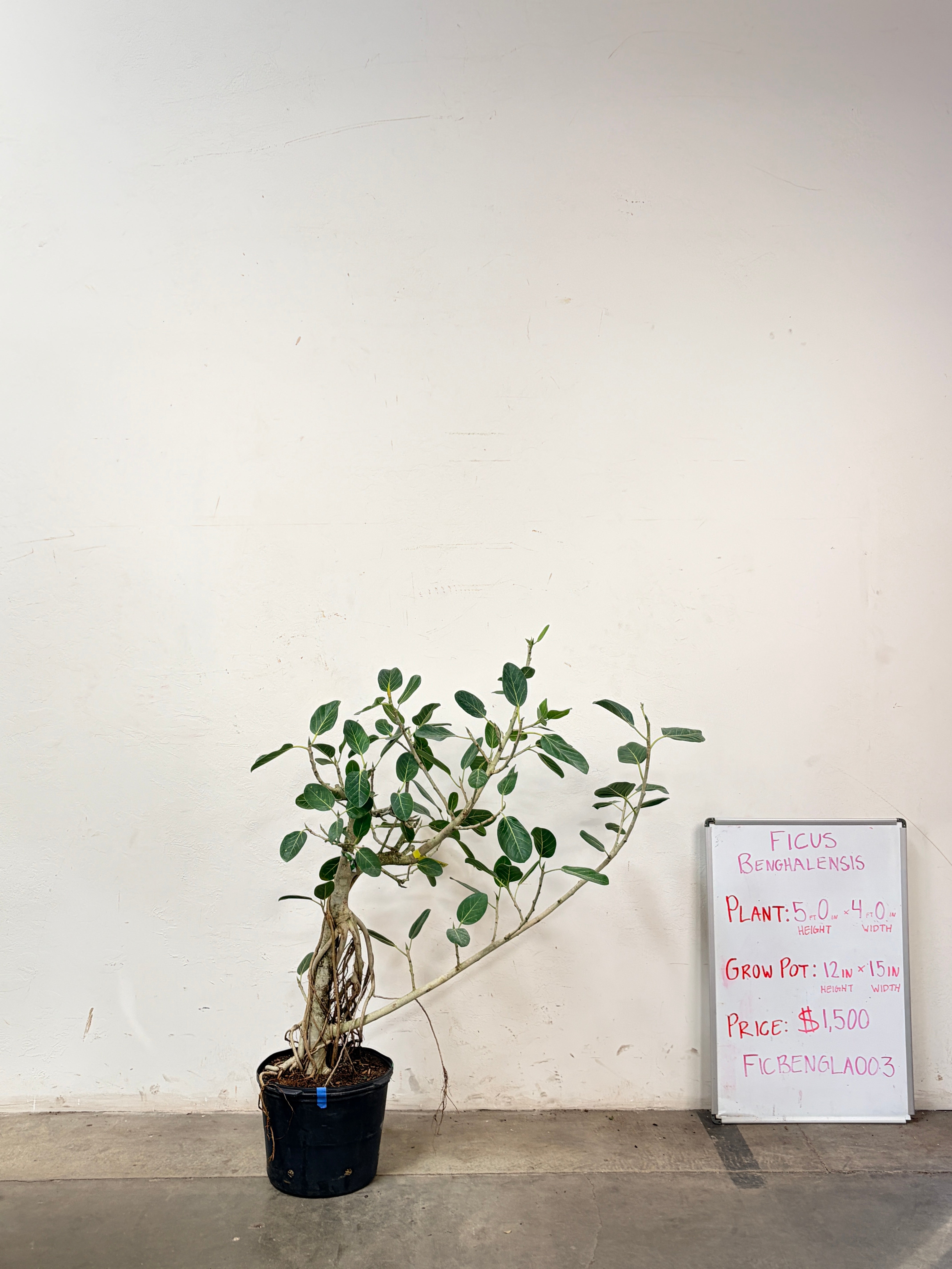 Ficus Benghalensis FICBENGLA003