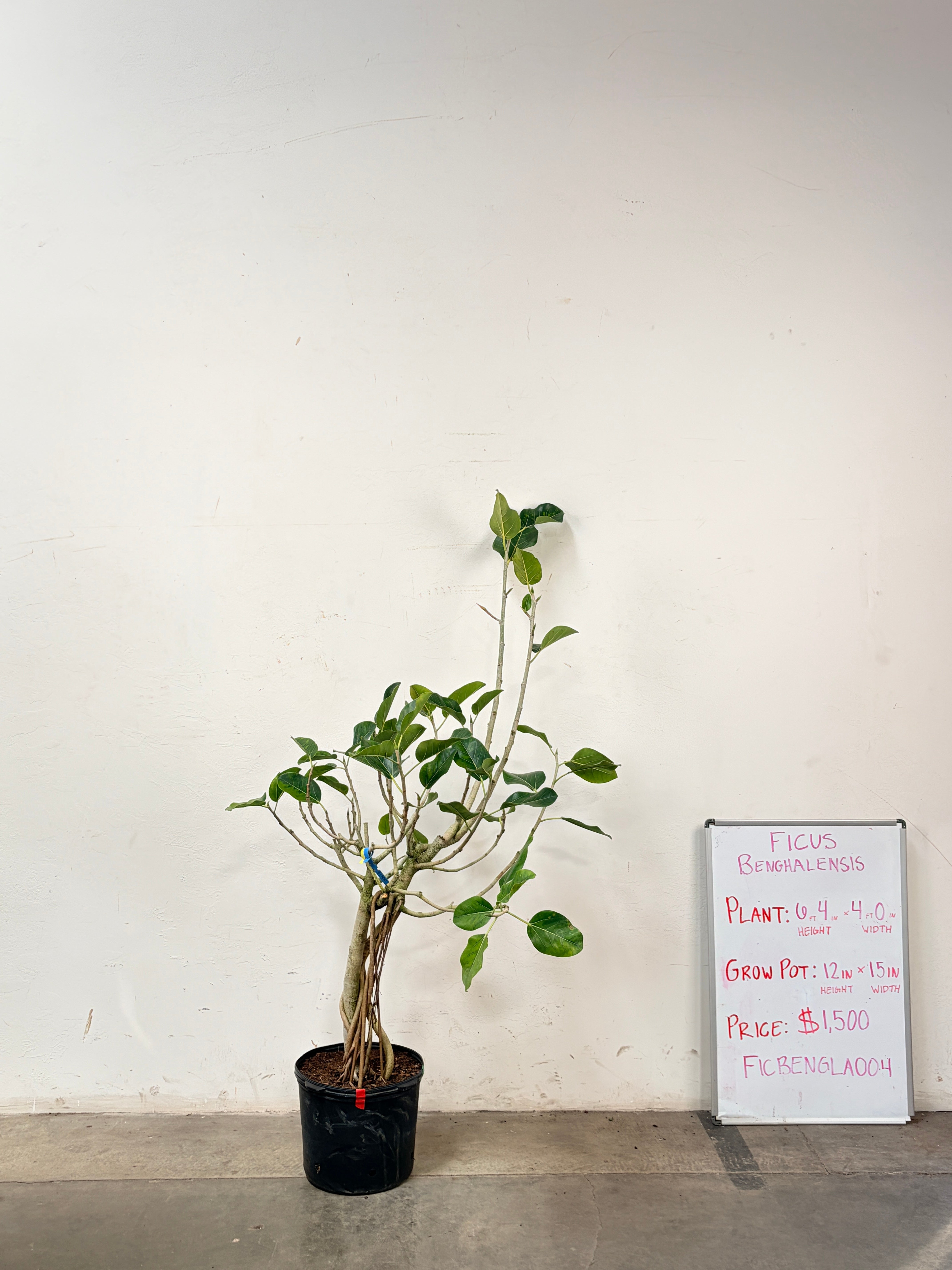 Ficus Benghalensis FICBENGLA004