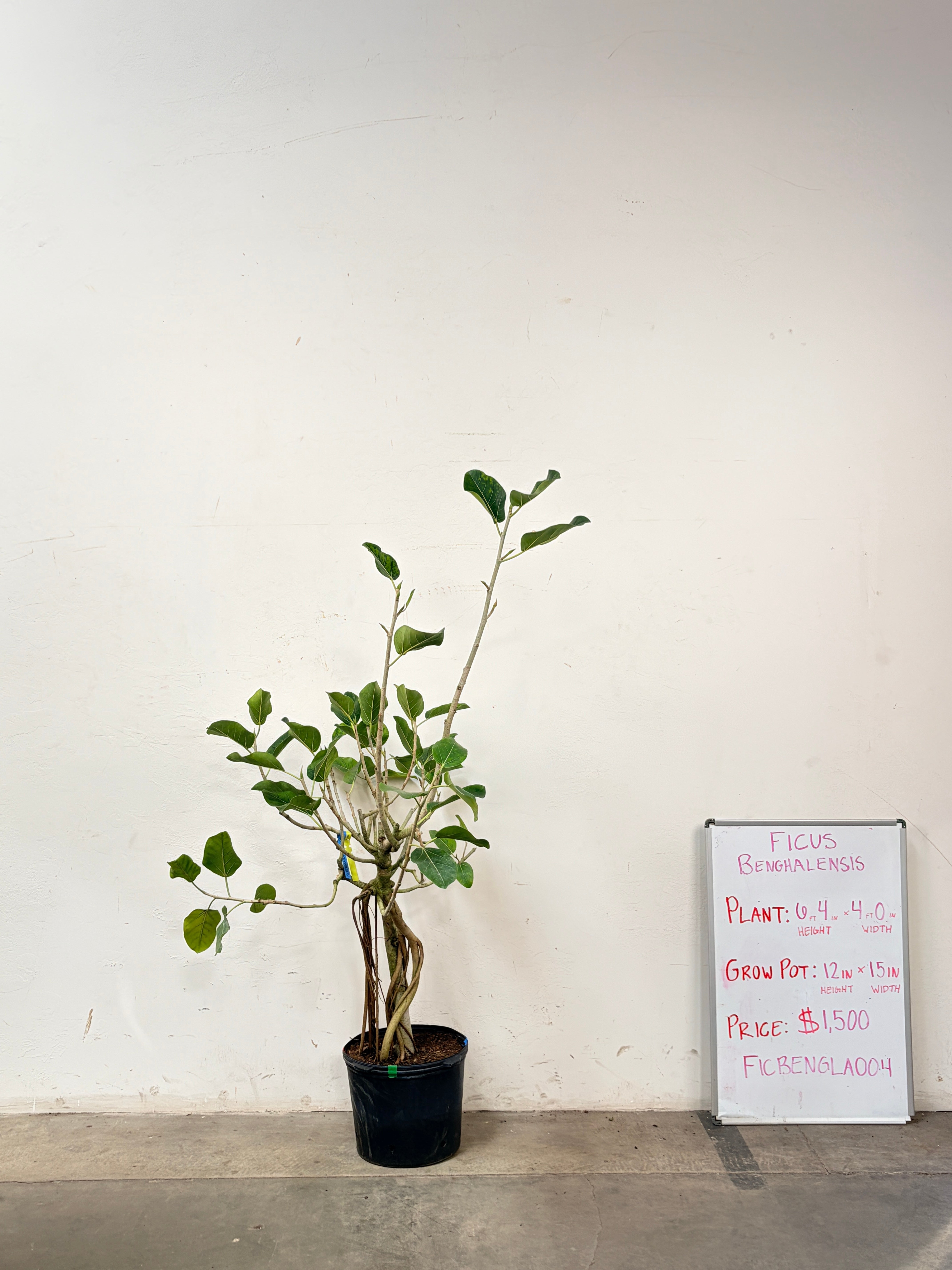 Ficus Benghalensis FICBENGLA004
