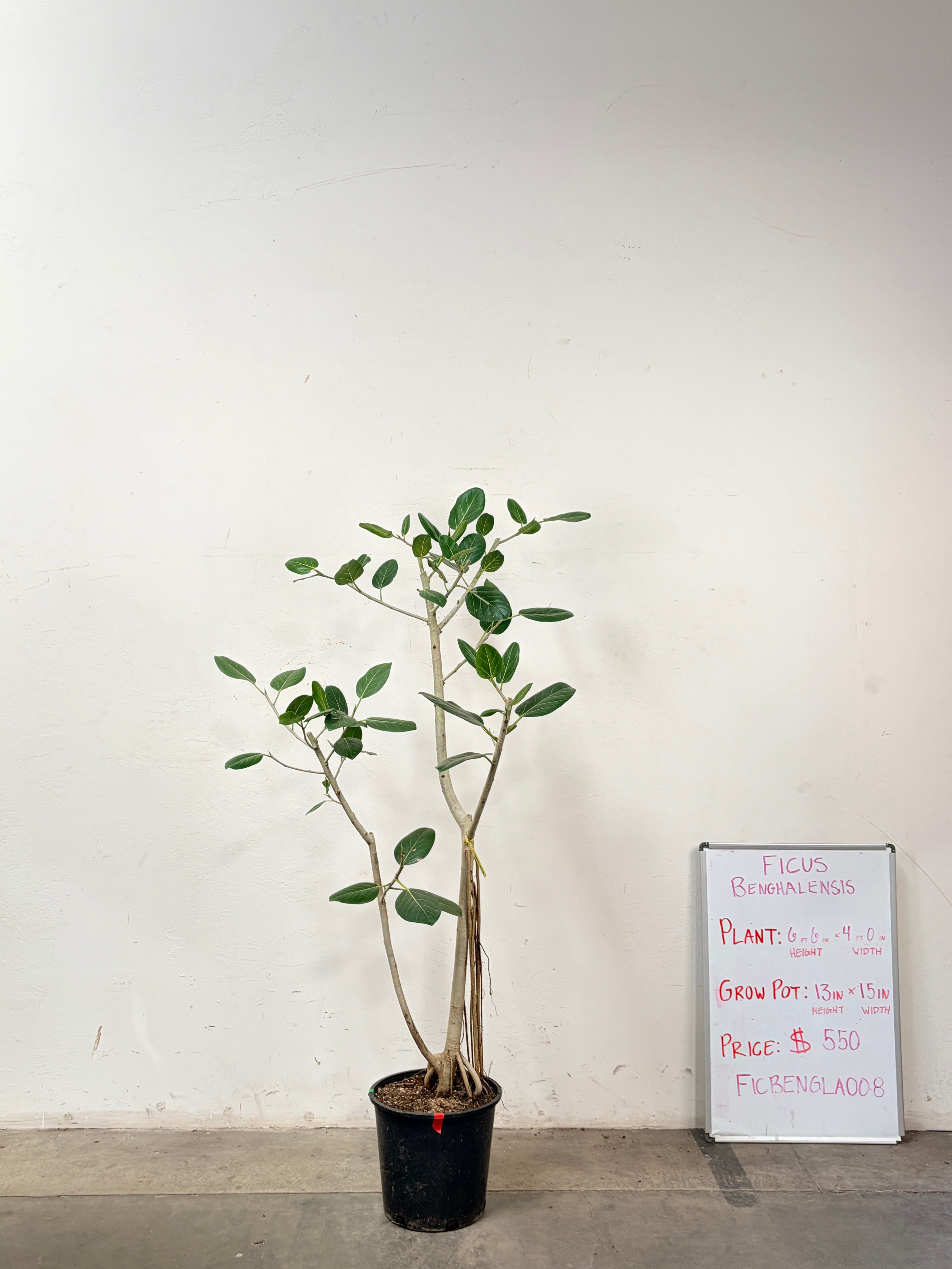 Ficus Benghalensis FICBENGLA008